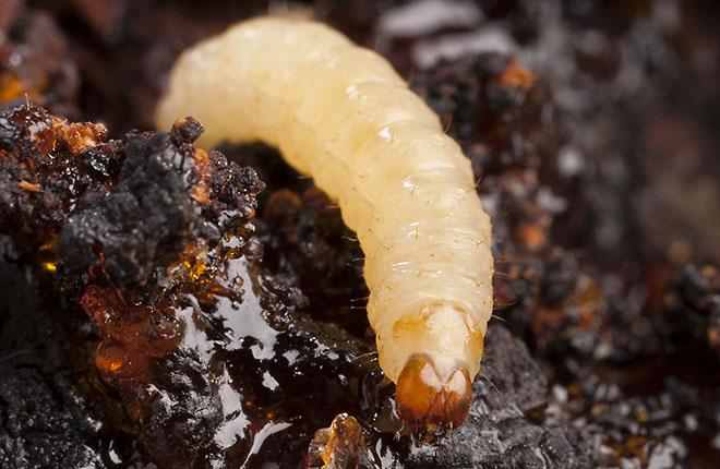 Lesser peachtree borer larva. 