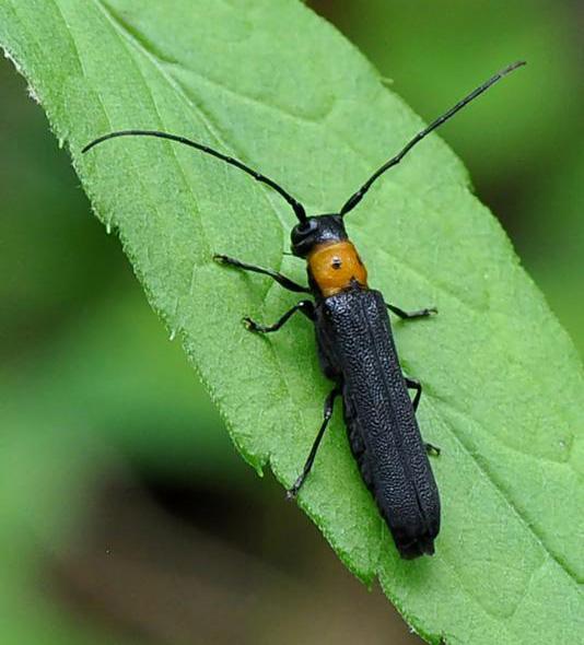 Adult raspberry cane borer. 