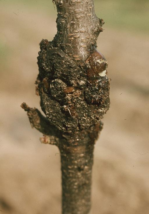 Lesser peachtree borer damage to tree. 