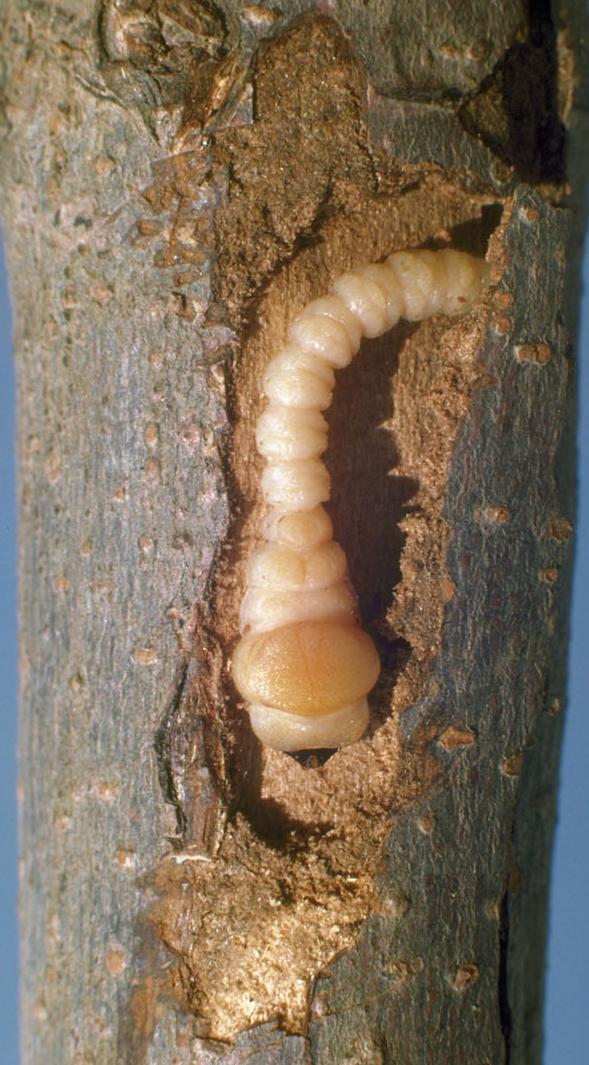 Flatheaded appletree borer larva (Solomon, USDA, Bugwood.org) 