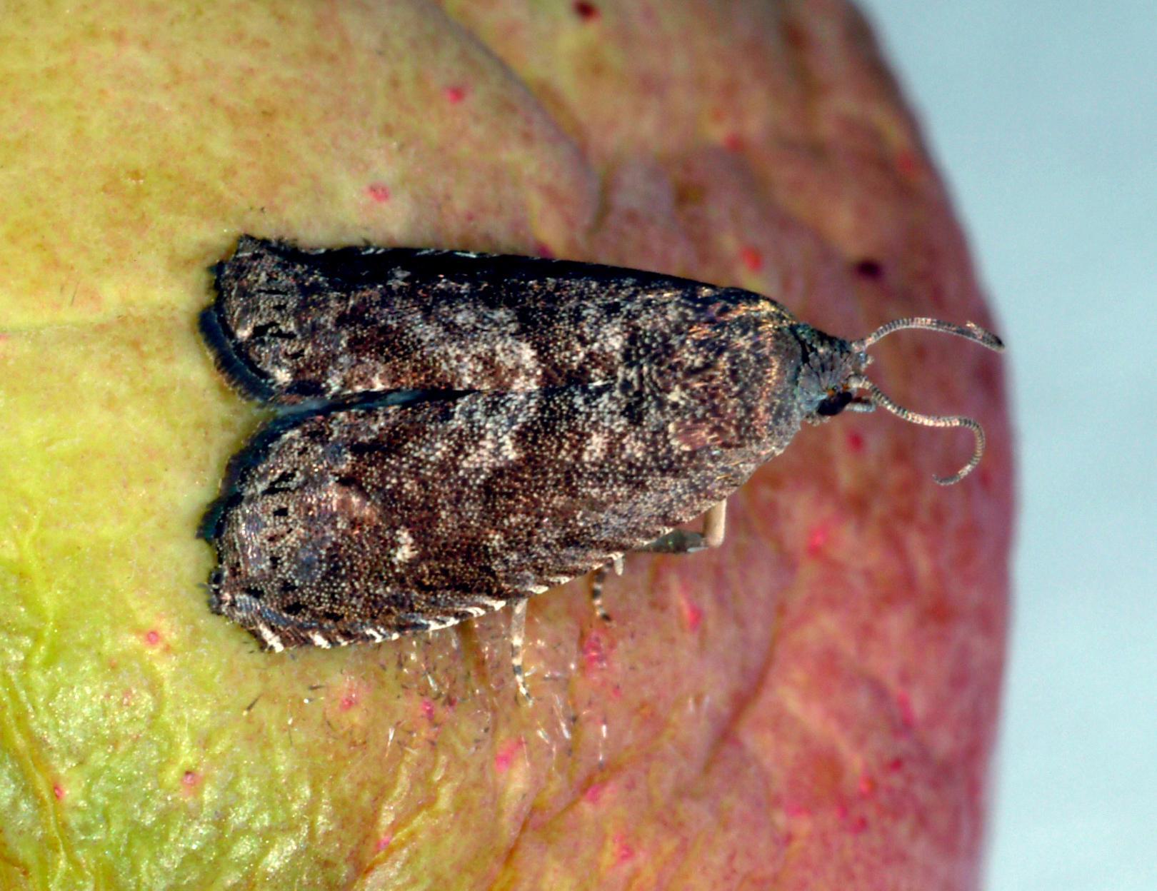 Oriental fruit moth adult. 