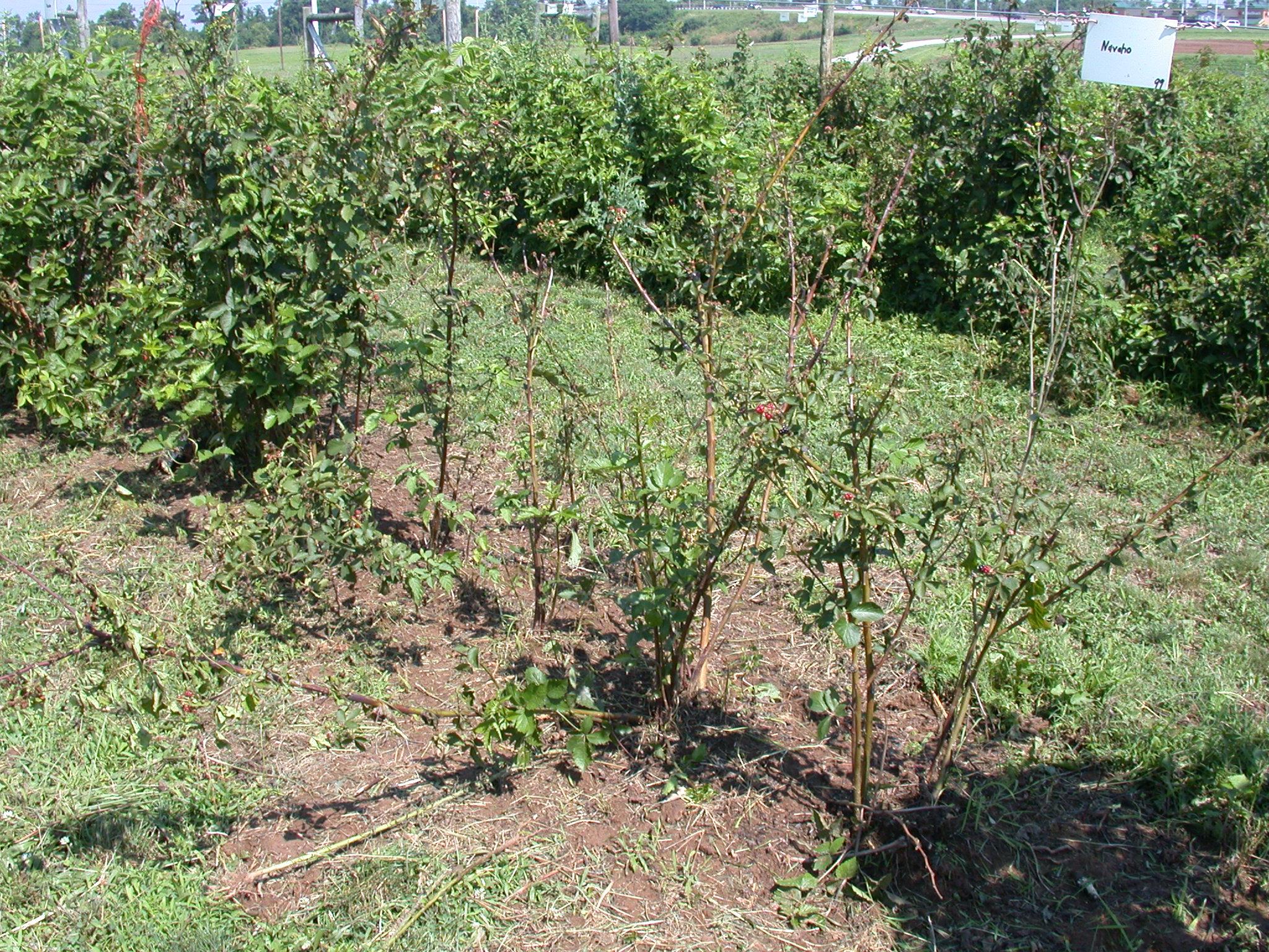 Weakened canes with poor growth due to raspberry crown borer. 