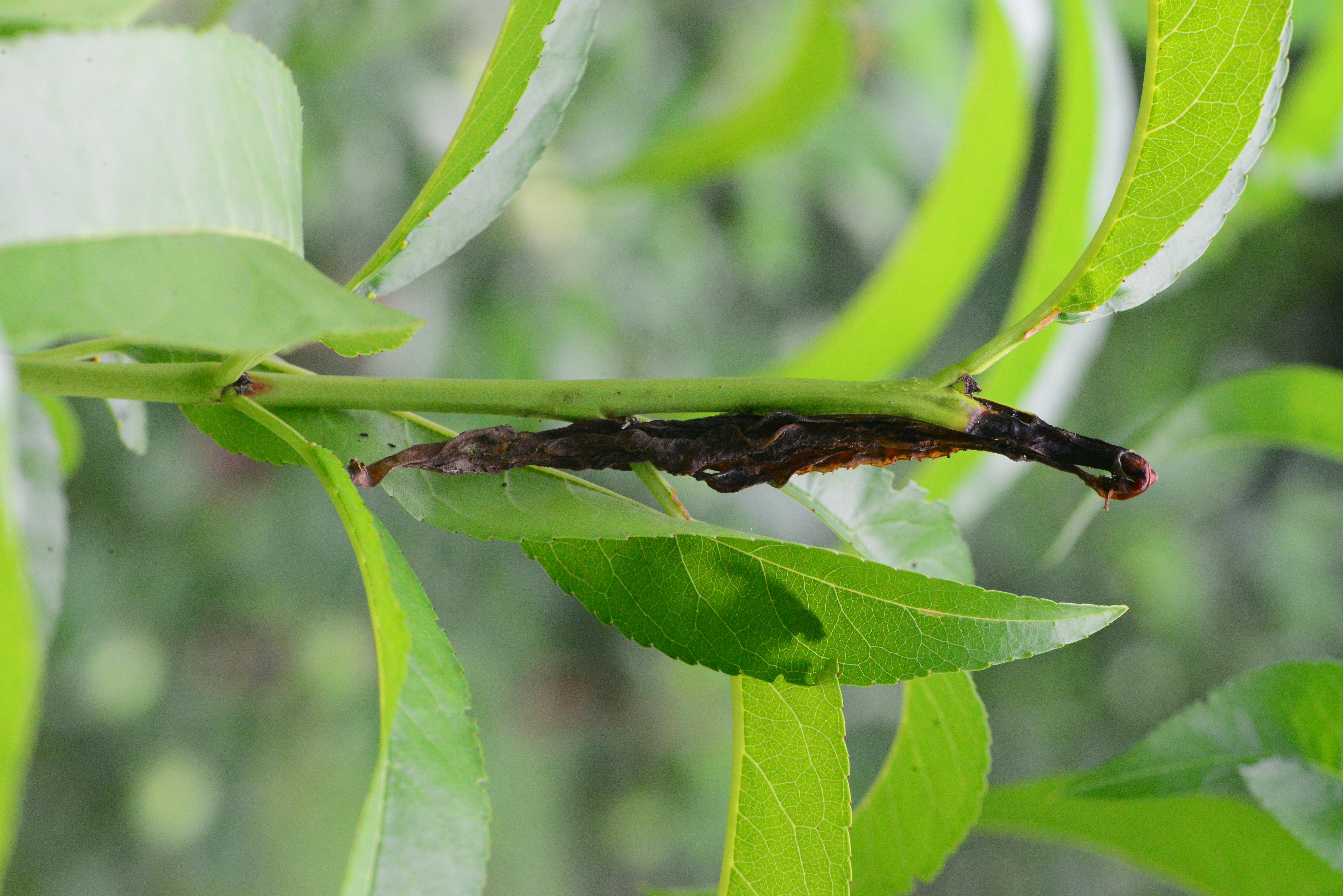 Oriental fruit moth damage to developing shoot. 