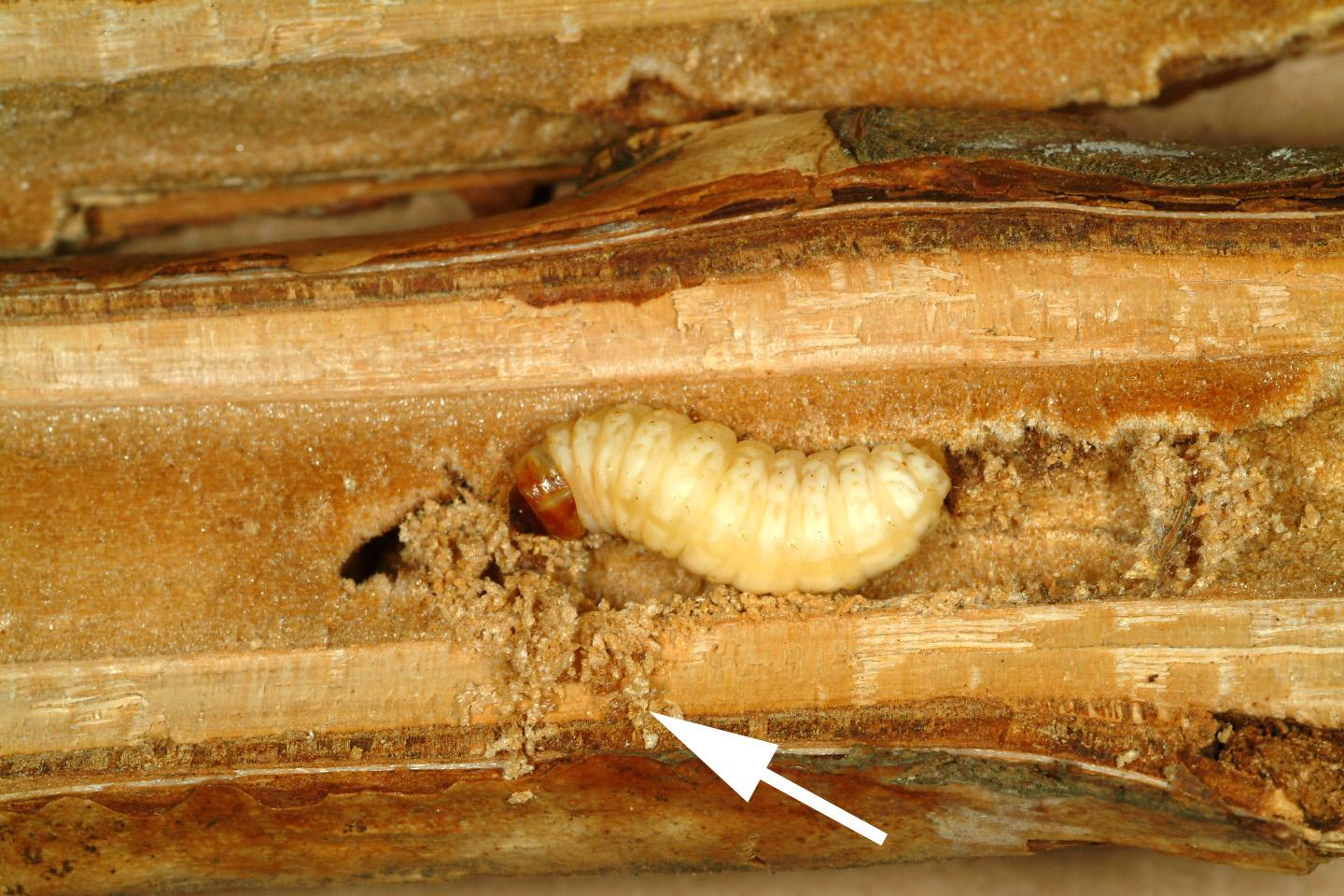 Larva boring into a cane. 