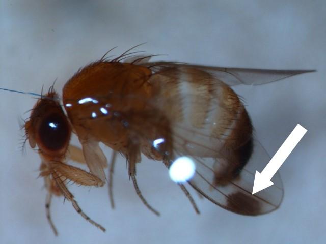 Adult male with dark spot on each wing (Bessin, UKY)