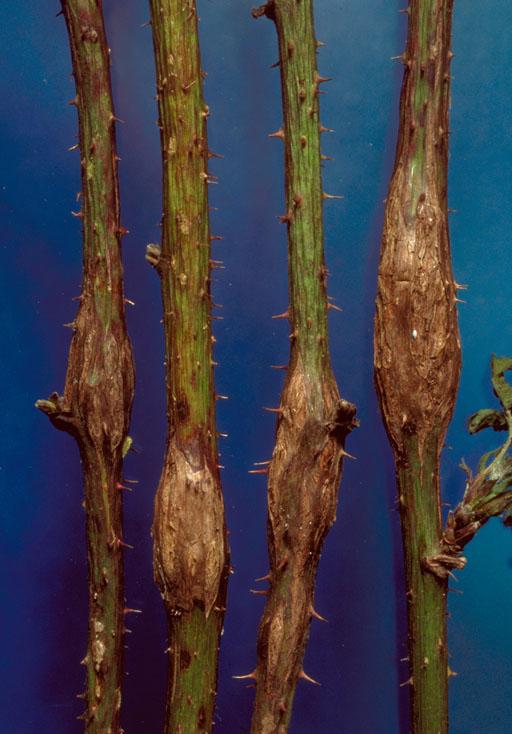 Galls caused by rednecked cane borer. 
