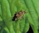 Tarnished plant bug