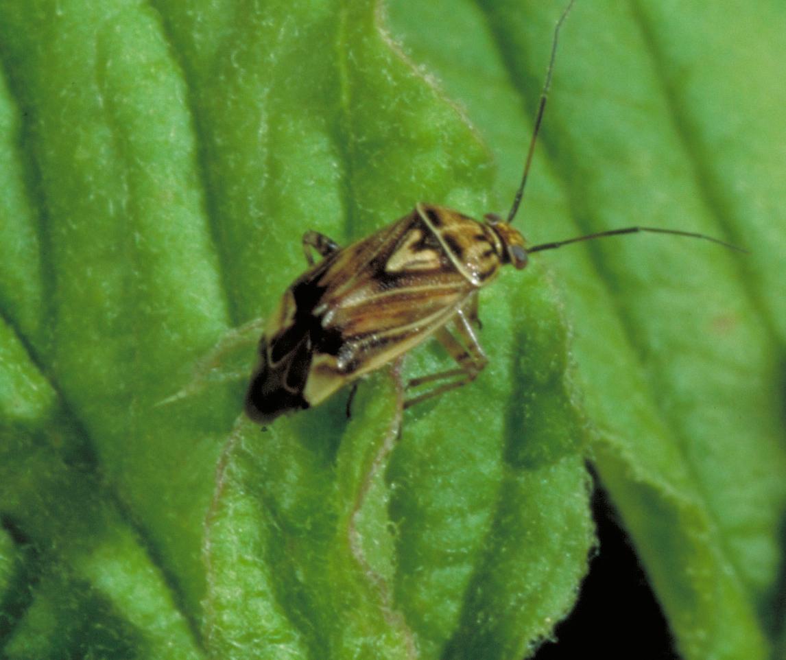 Adult tarnished plant bug (Bessin, UKY)