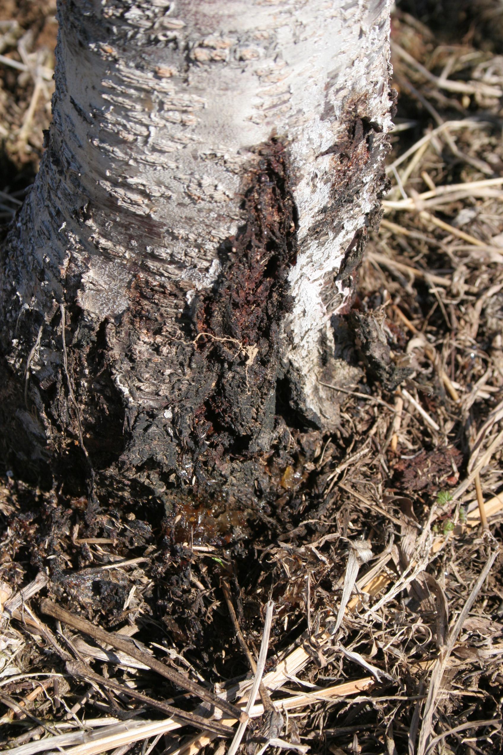 Peachtree borer damage at base of trunk. 