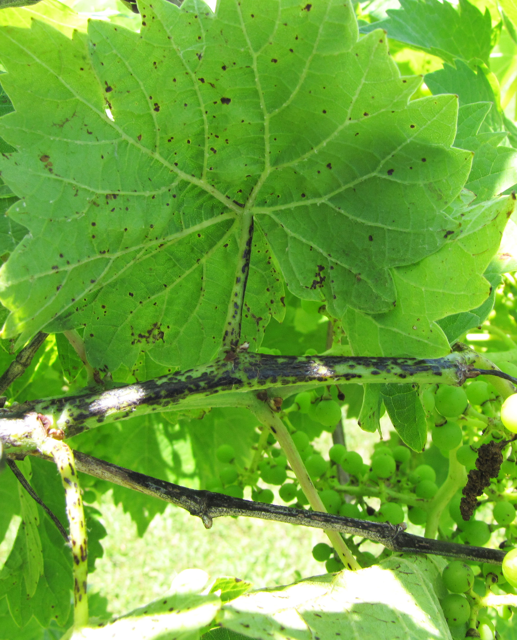 Anthracnose on grapevine. 