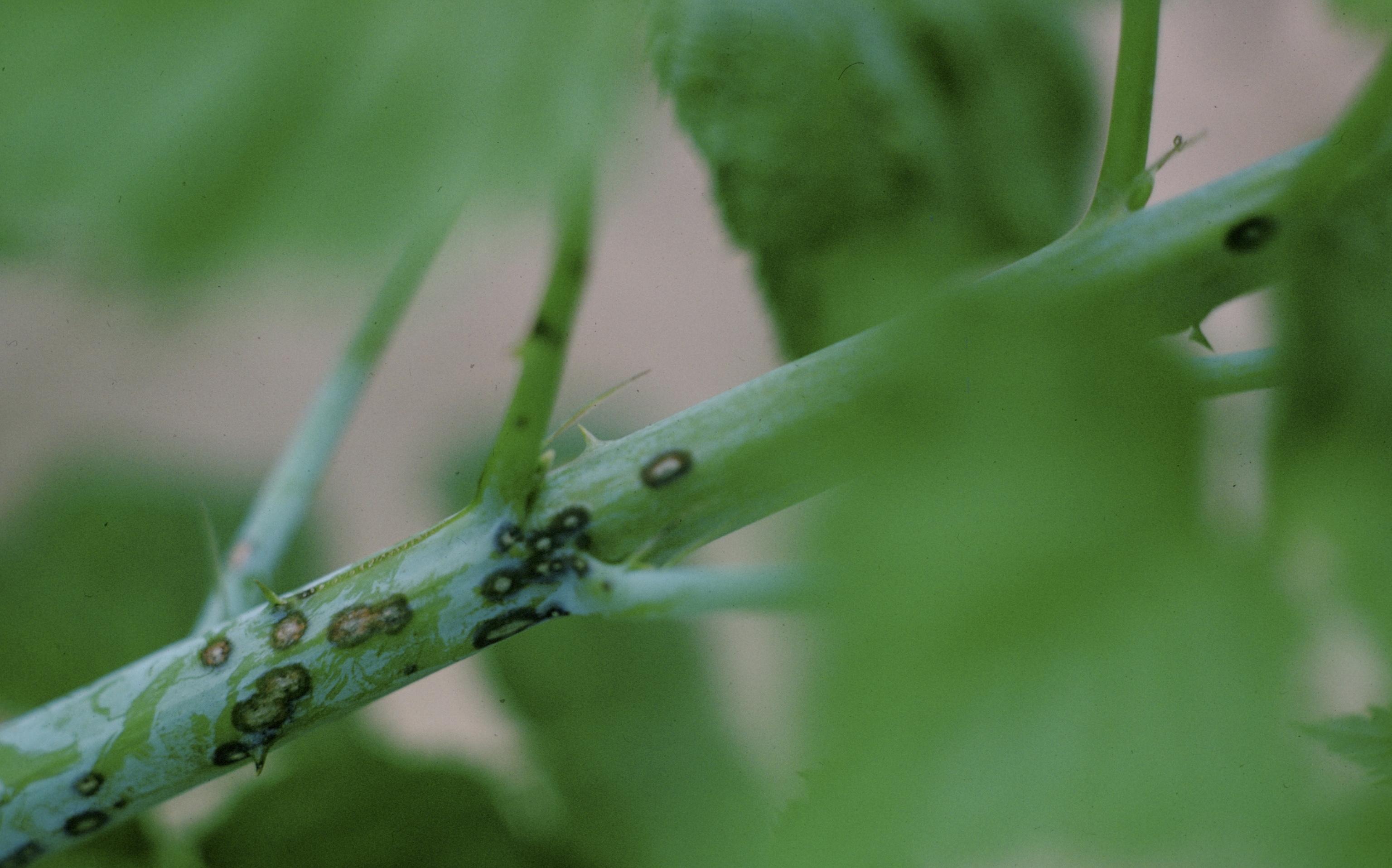 Early season appearance of anthracnose lesions. (Photo: Charles Drake, Virginia Tech, Bugwood.org)