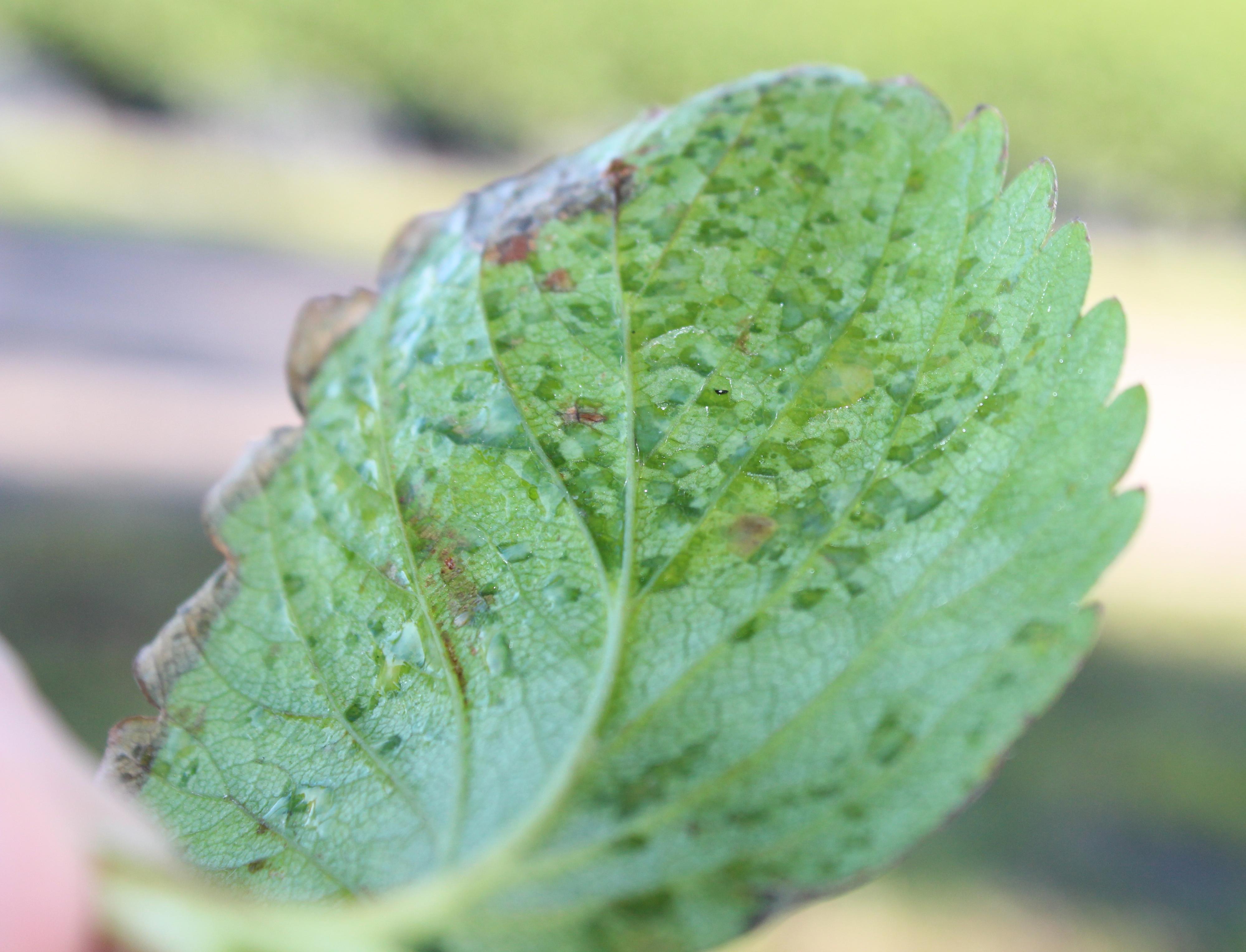 Angular leaf spot lesions initially appear water-soaked (Gauthier, UKY)