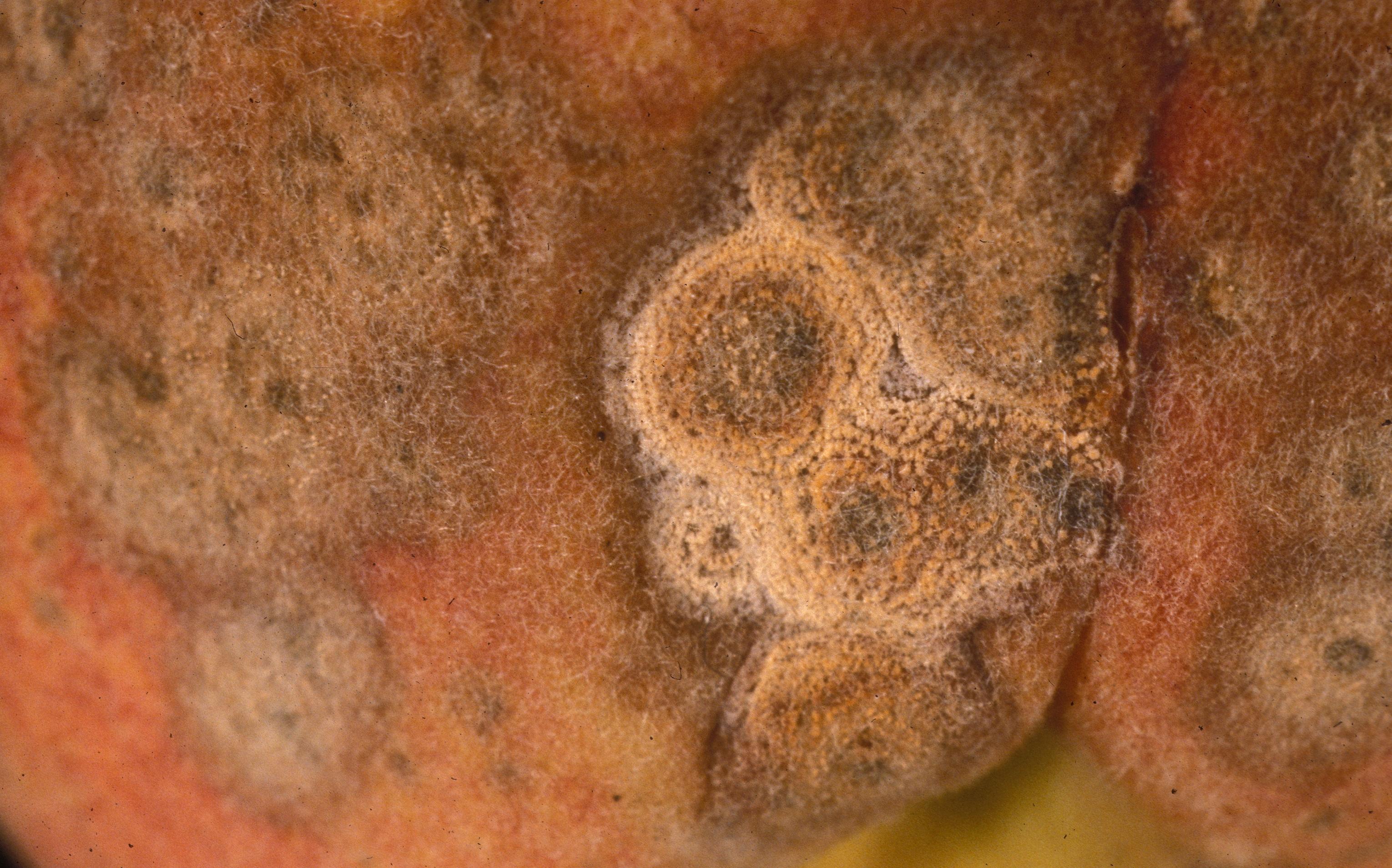 Close-up of Anthracnose fruit rot lesions with exuding spore masses. (Photo: University of Georgia Plant Pathology, University of Georgia, Bugwood.org)