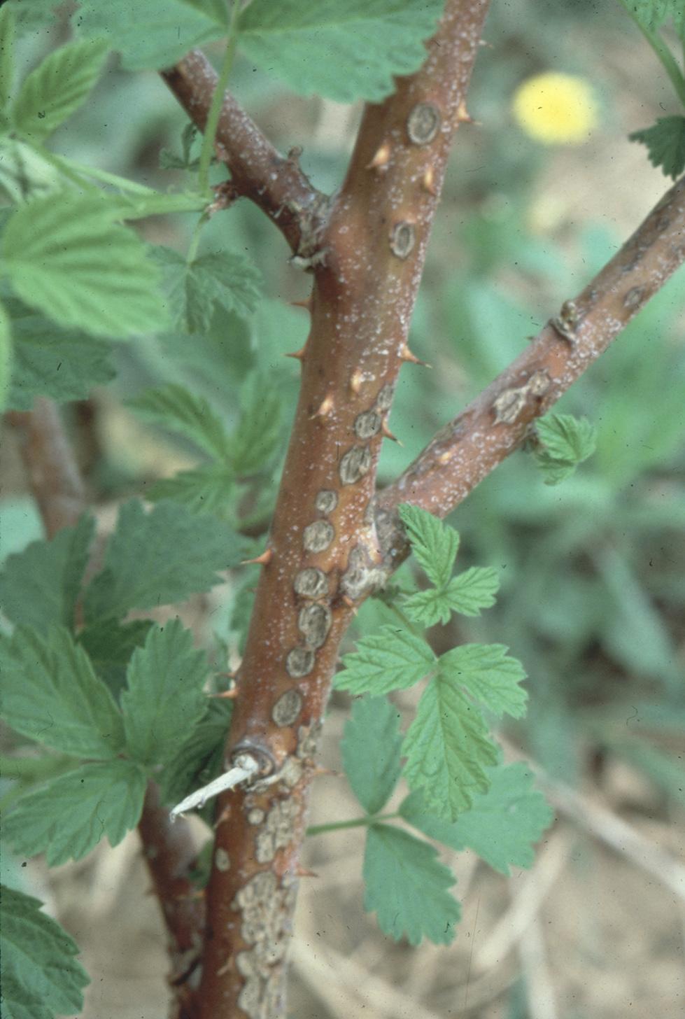 Late season appearance of anthracnose lesions. 