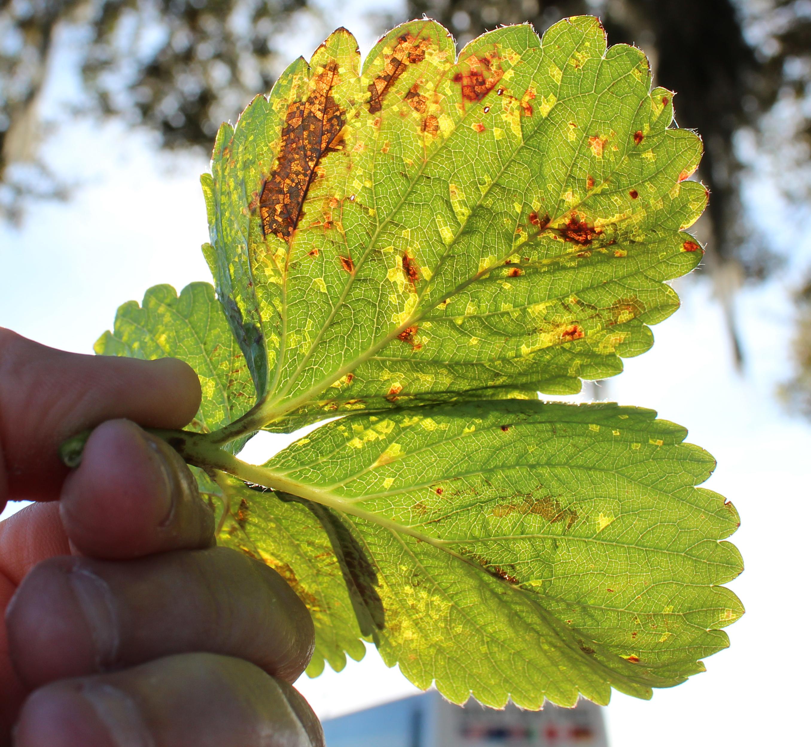 Angular leaf spot lesions initially appear translucent (Gauthier, UKY)
