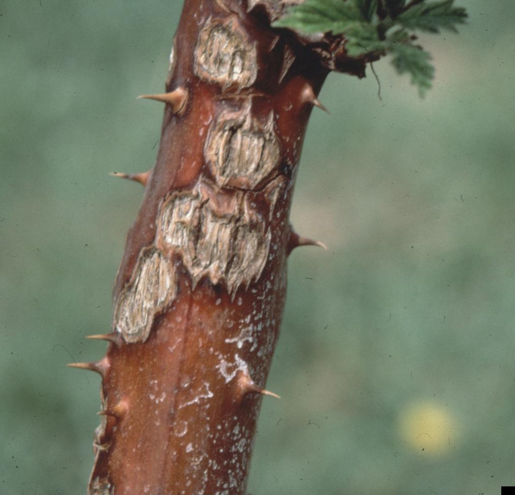 Close-up of older lesions on canes. 