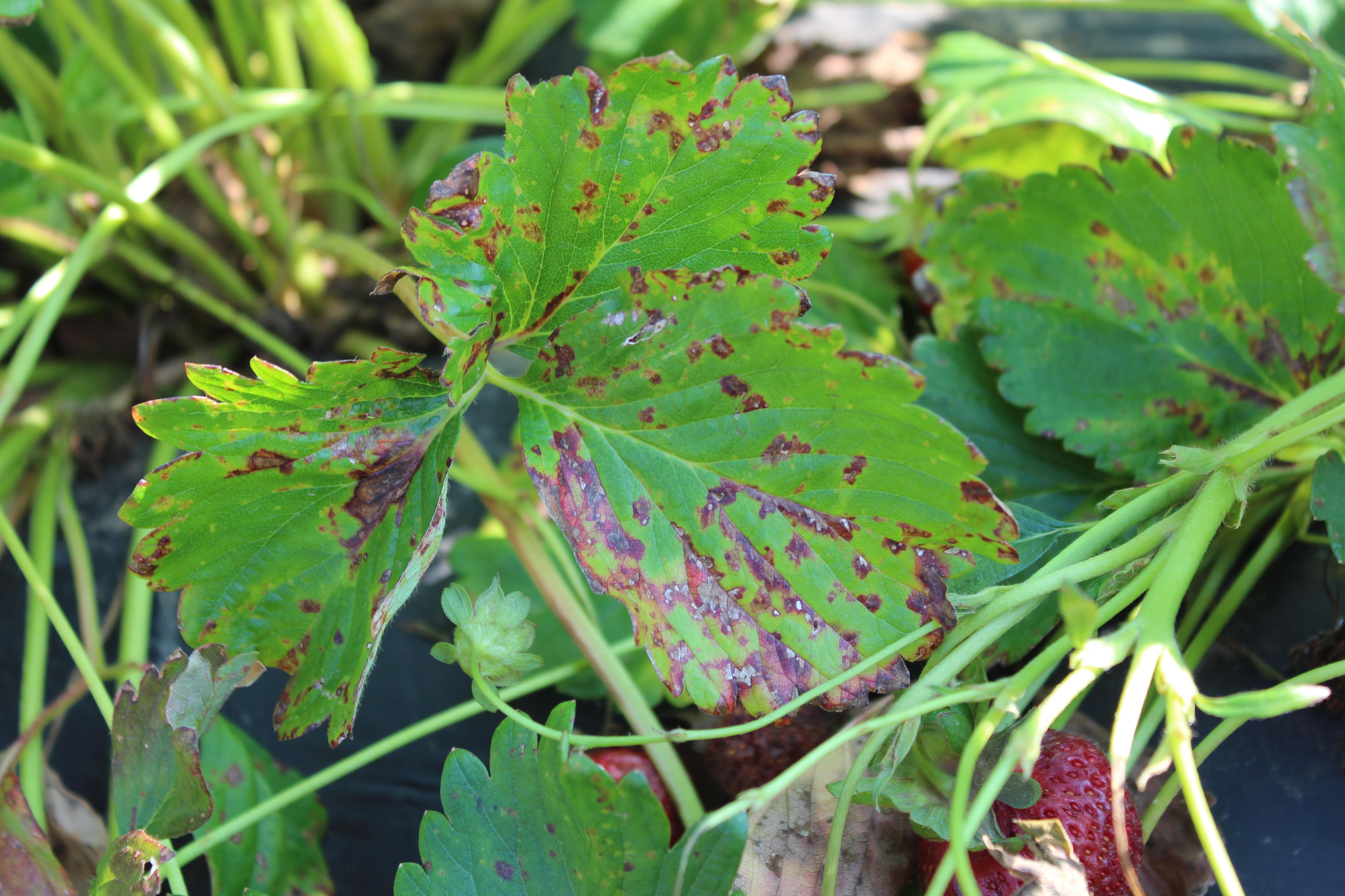 Angular leaf spot lesions later become necrotic (Gauthier, UKY)