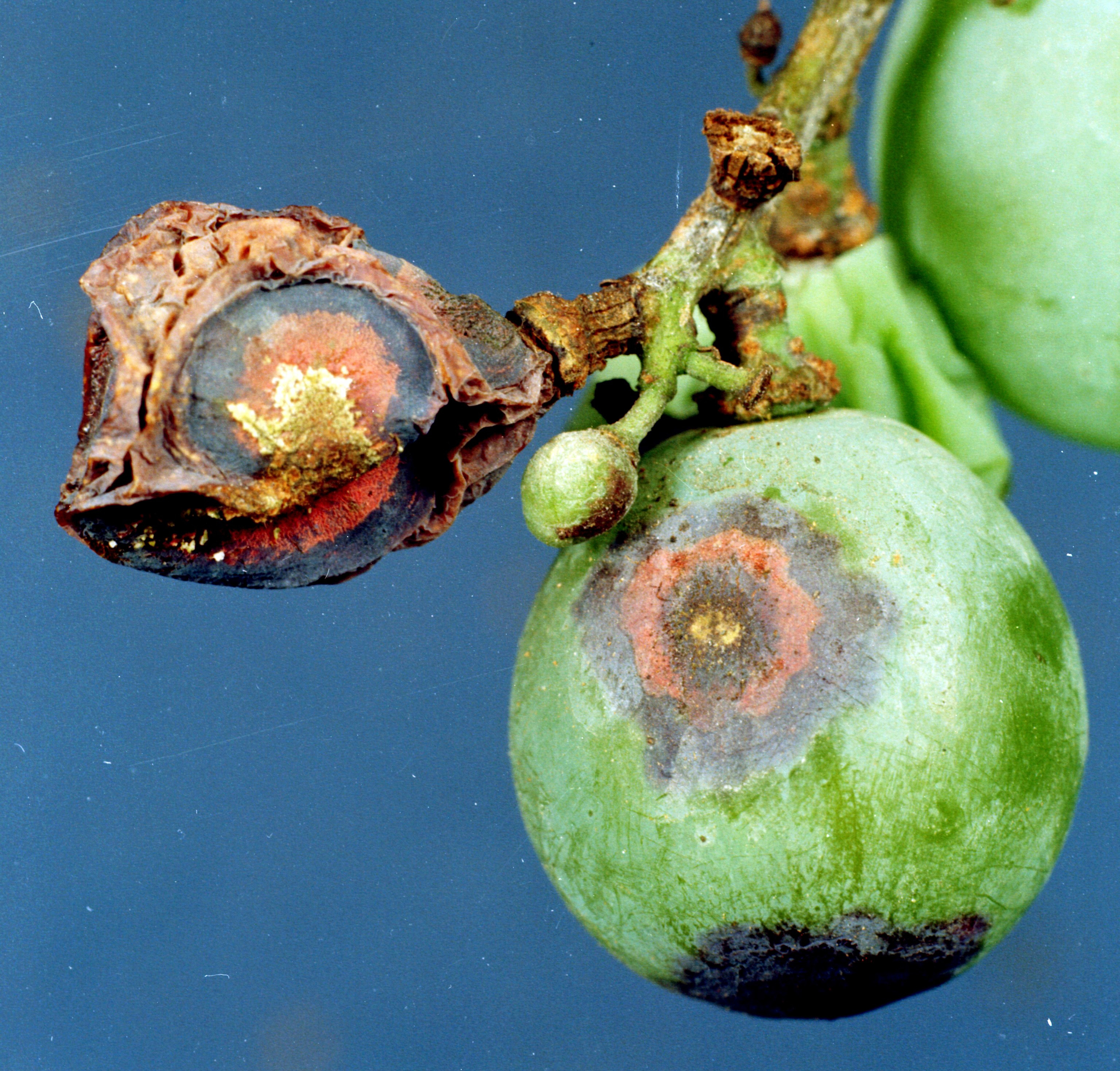Close-up of advanced Anthracnose symptoms on fruit. 
