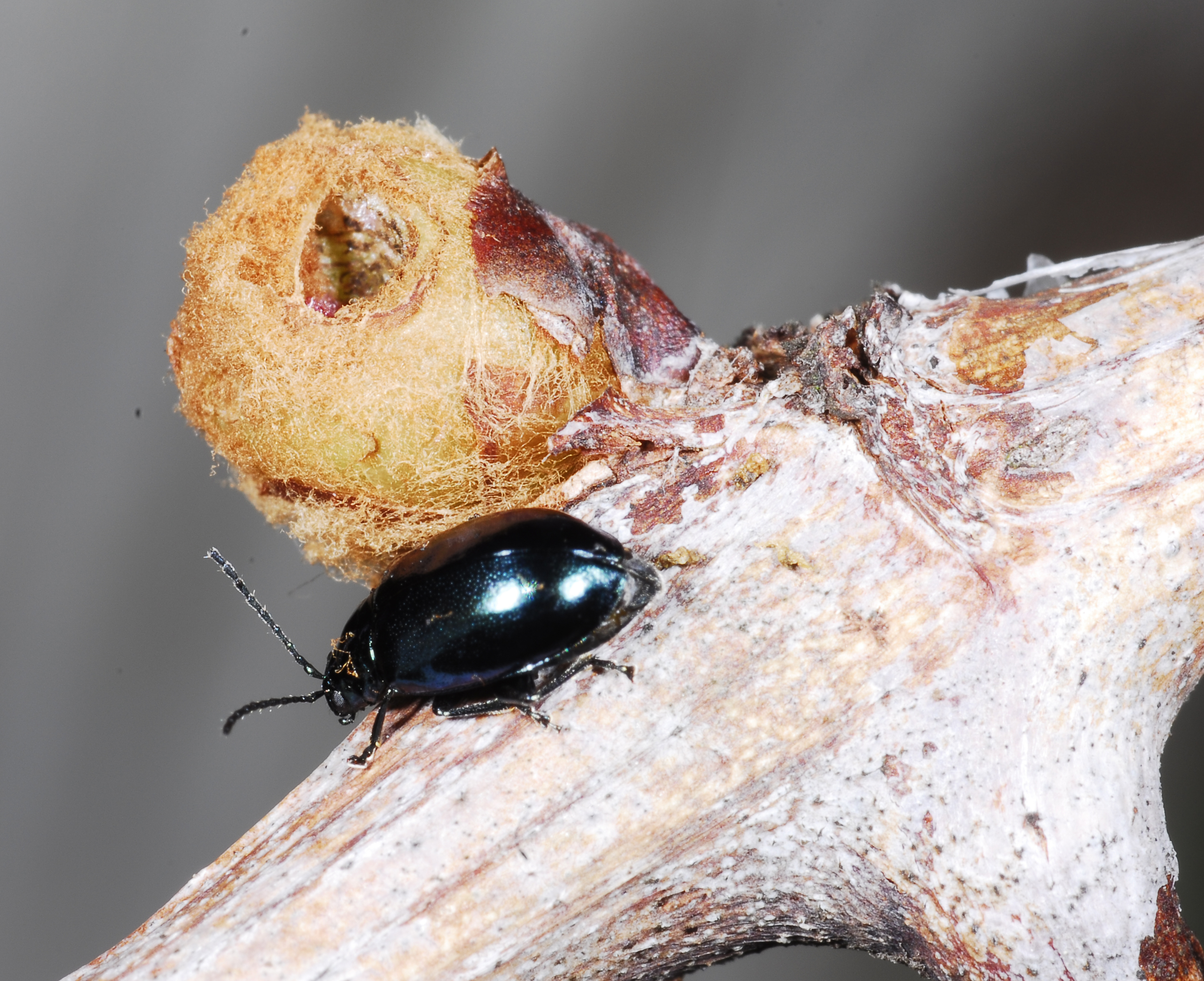 Grape flea beetle near a swelling bud. 