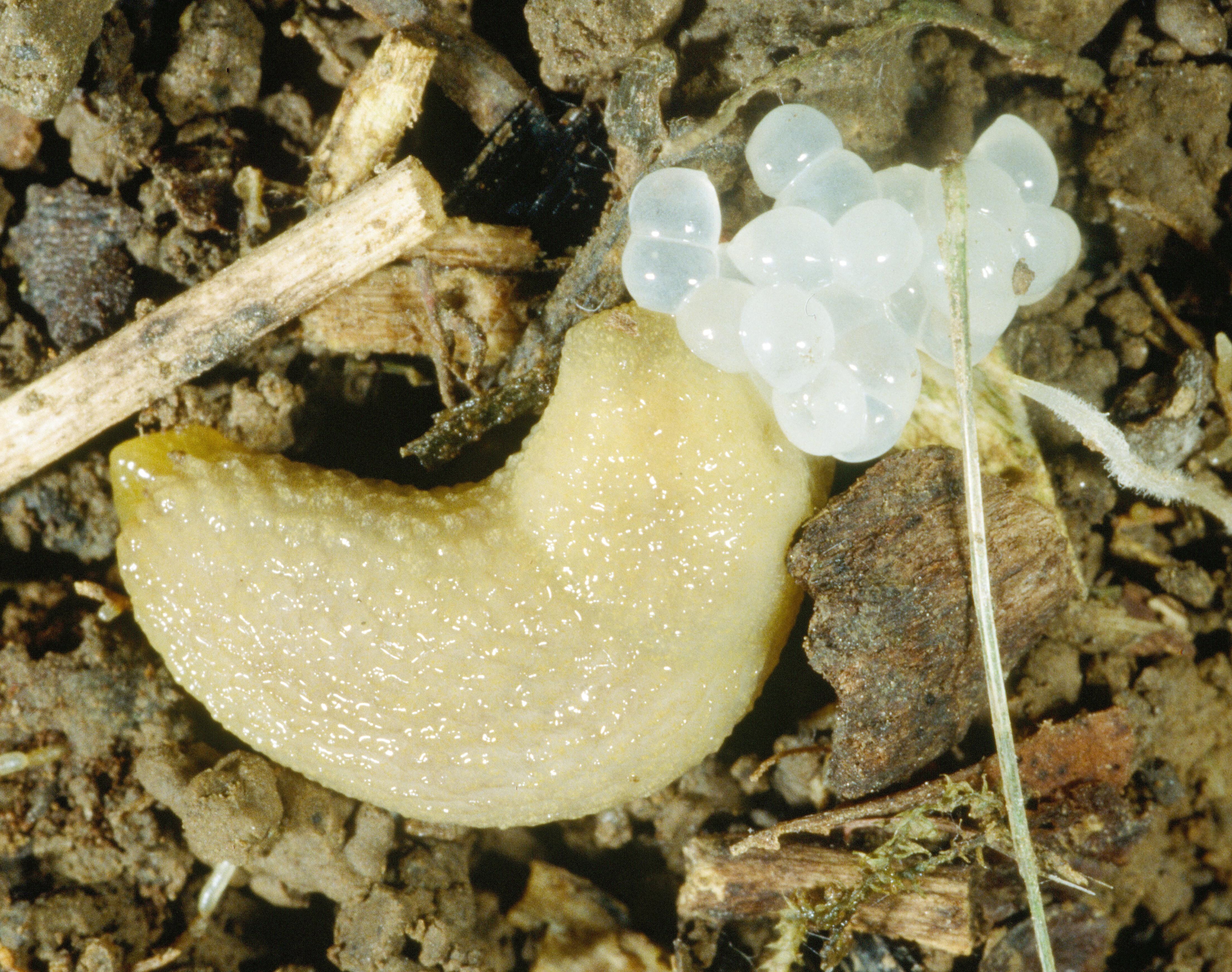Adult slug with eggs (Bessin, UKY)