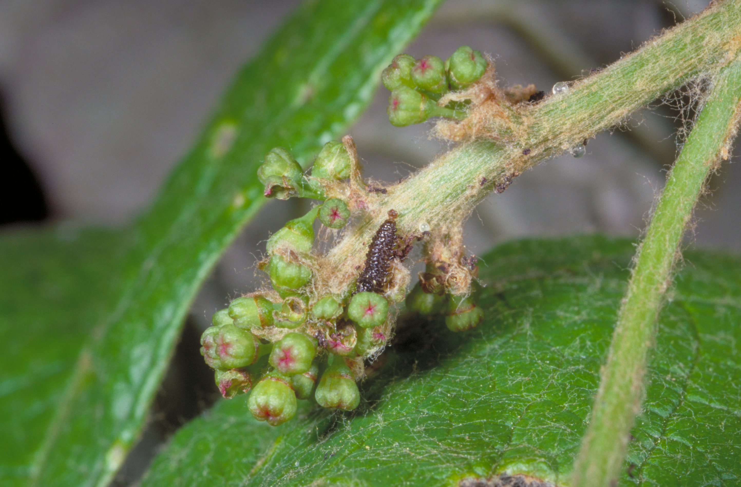Grape flea beetle larva feeding on a developing fruit cluster. 