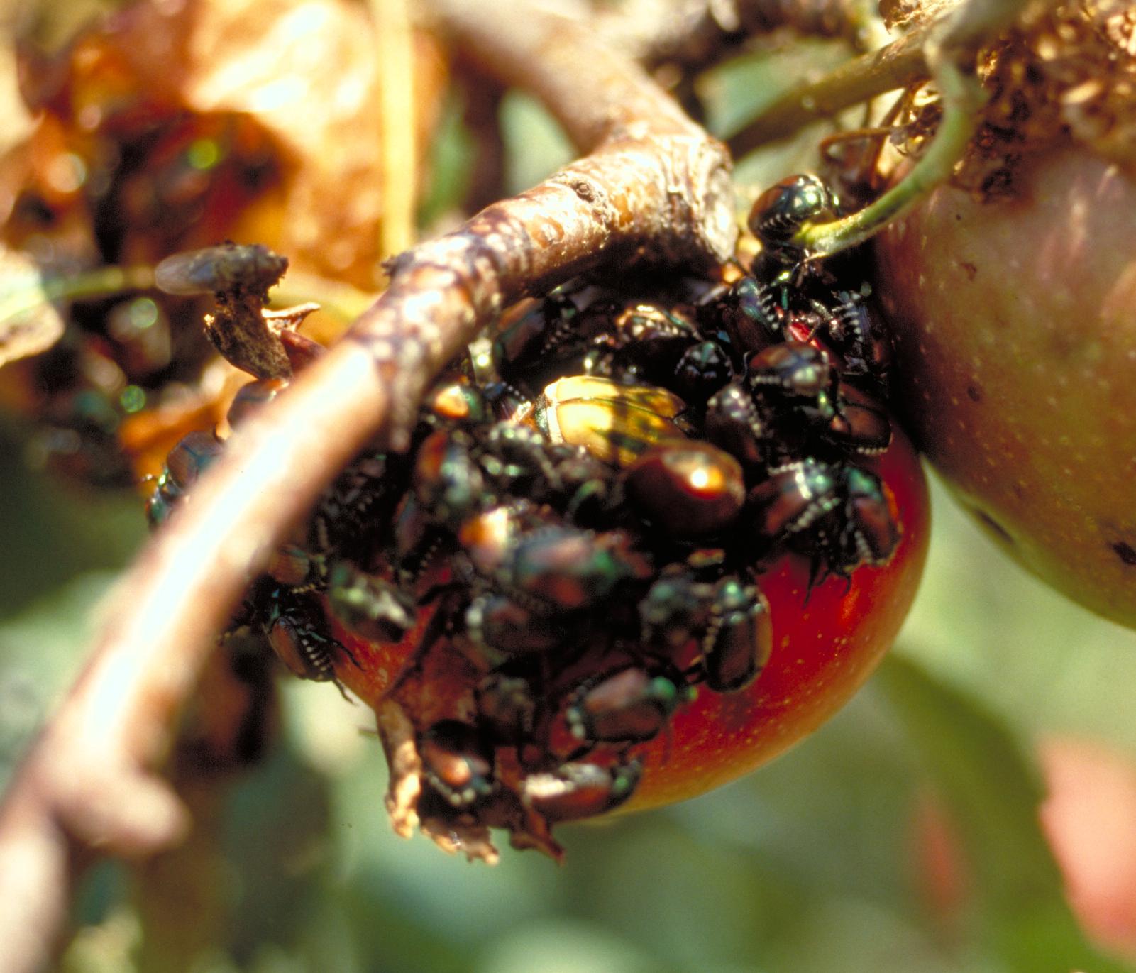 Japanese beetle adults (Bessin, UKY)
