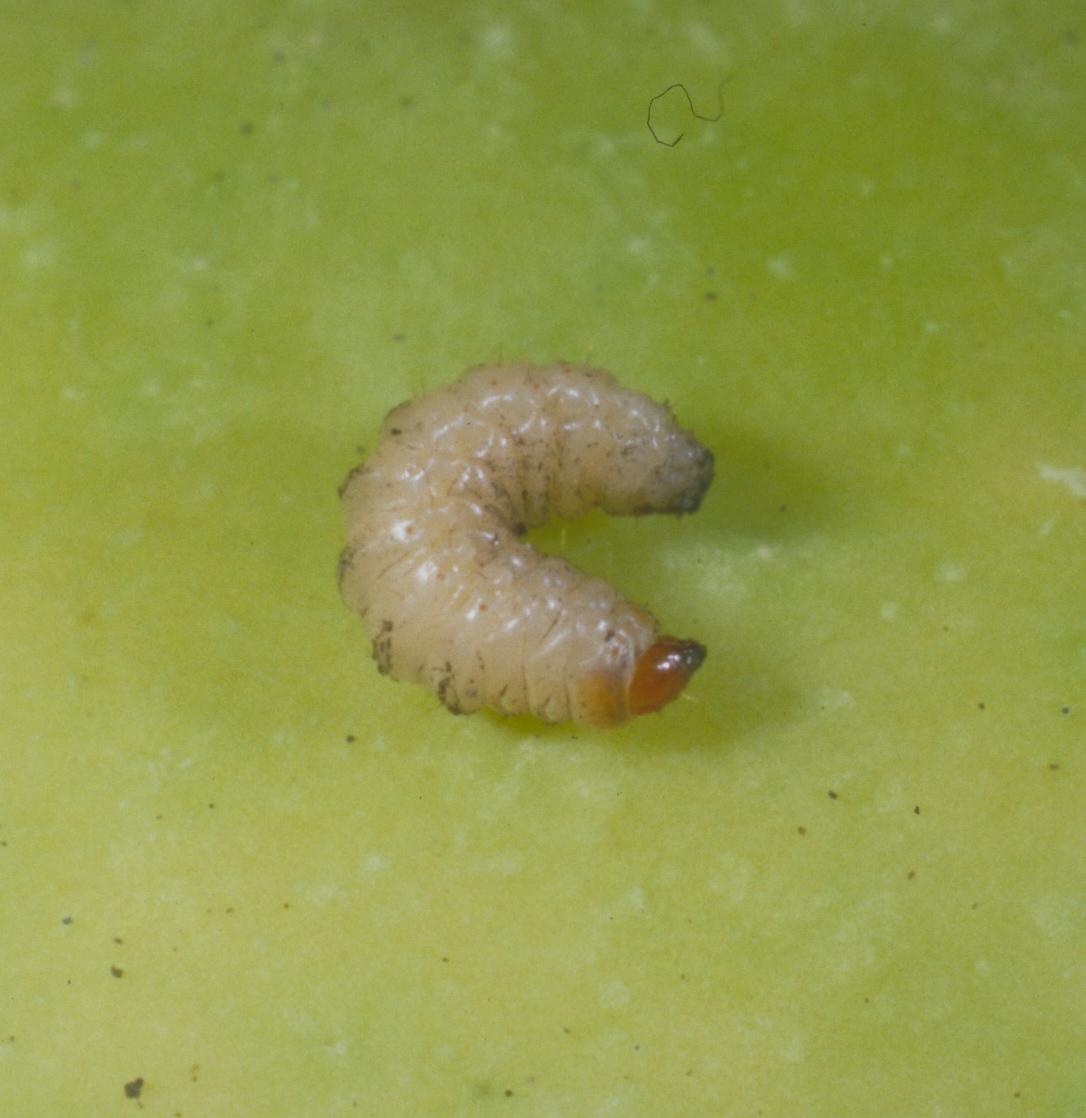 Plum curculio larva. 