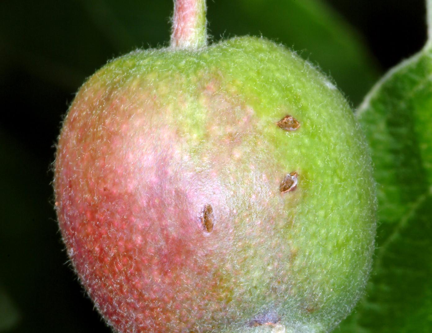 Plum curculio egg-laying scar, shown here on apple, but similar on peach. 