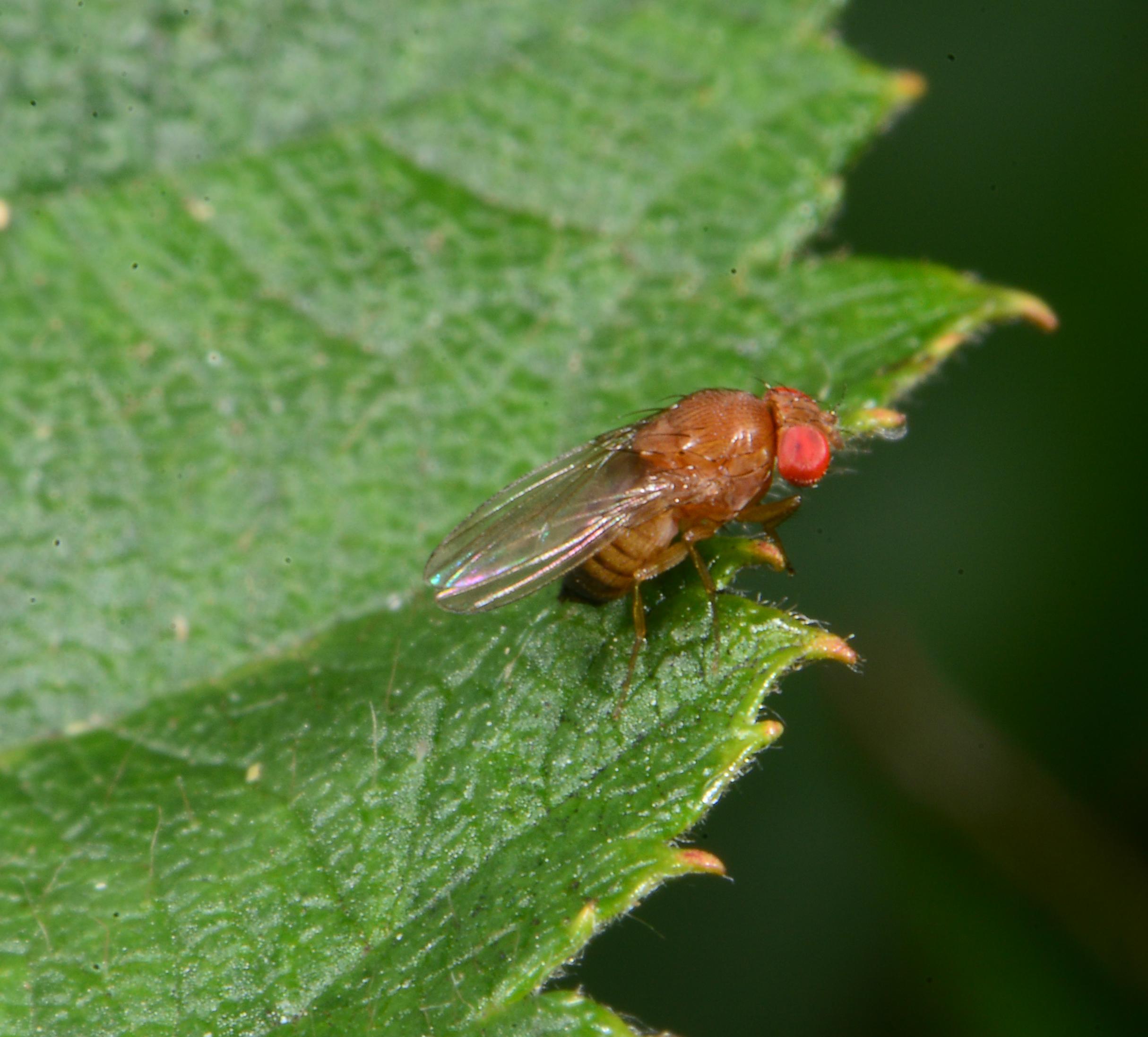 Spotted wing drosophila adult. 