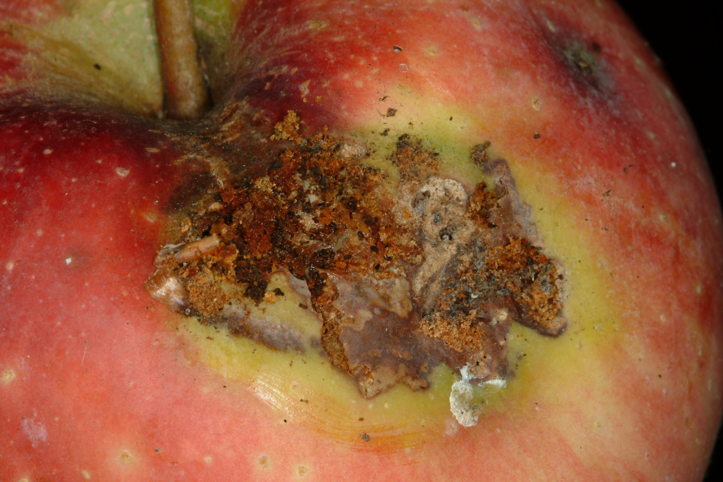 Oriental fruit moth damage (Bessin, UKY)