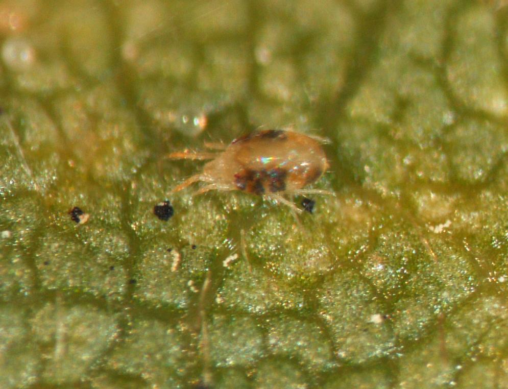 Two-spotted spider mite adult female with eggs (Bessin, UKY)
