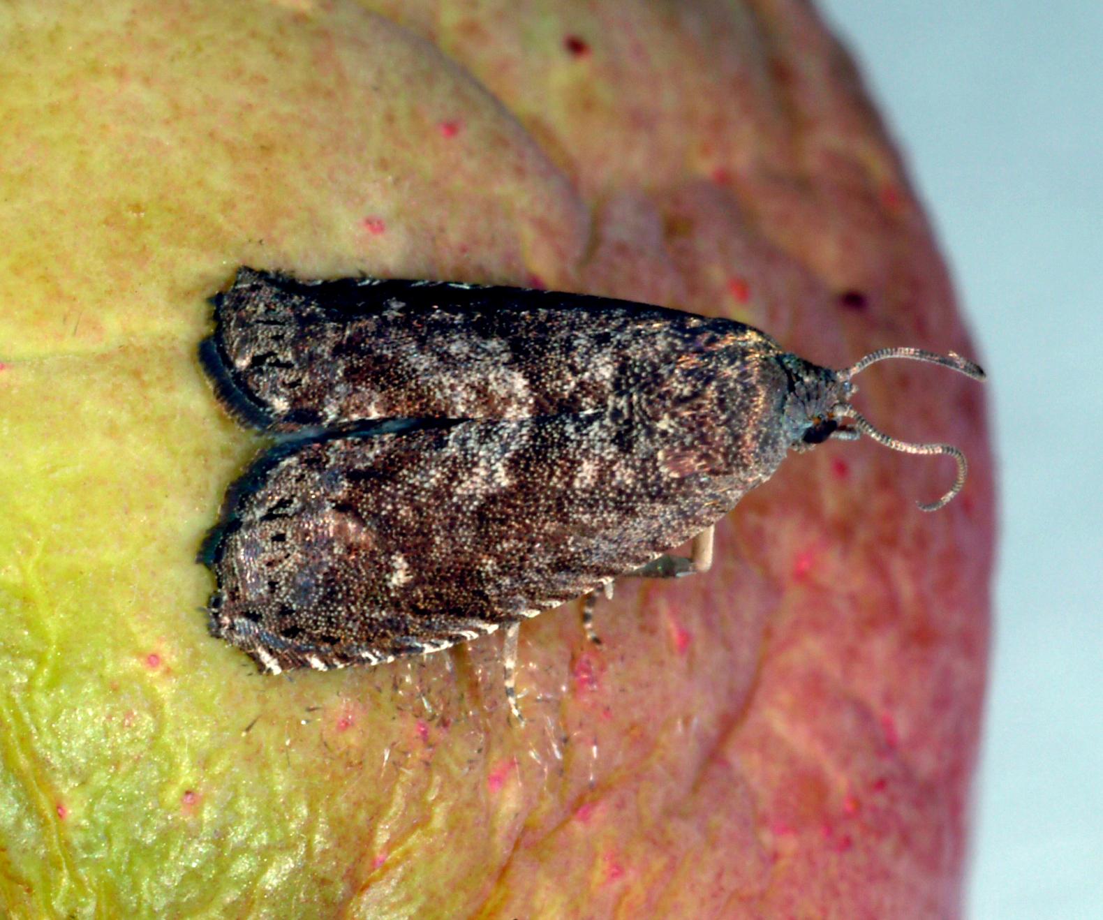 Adult Oriental fruit moth (Bessin, UKY)