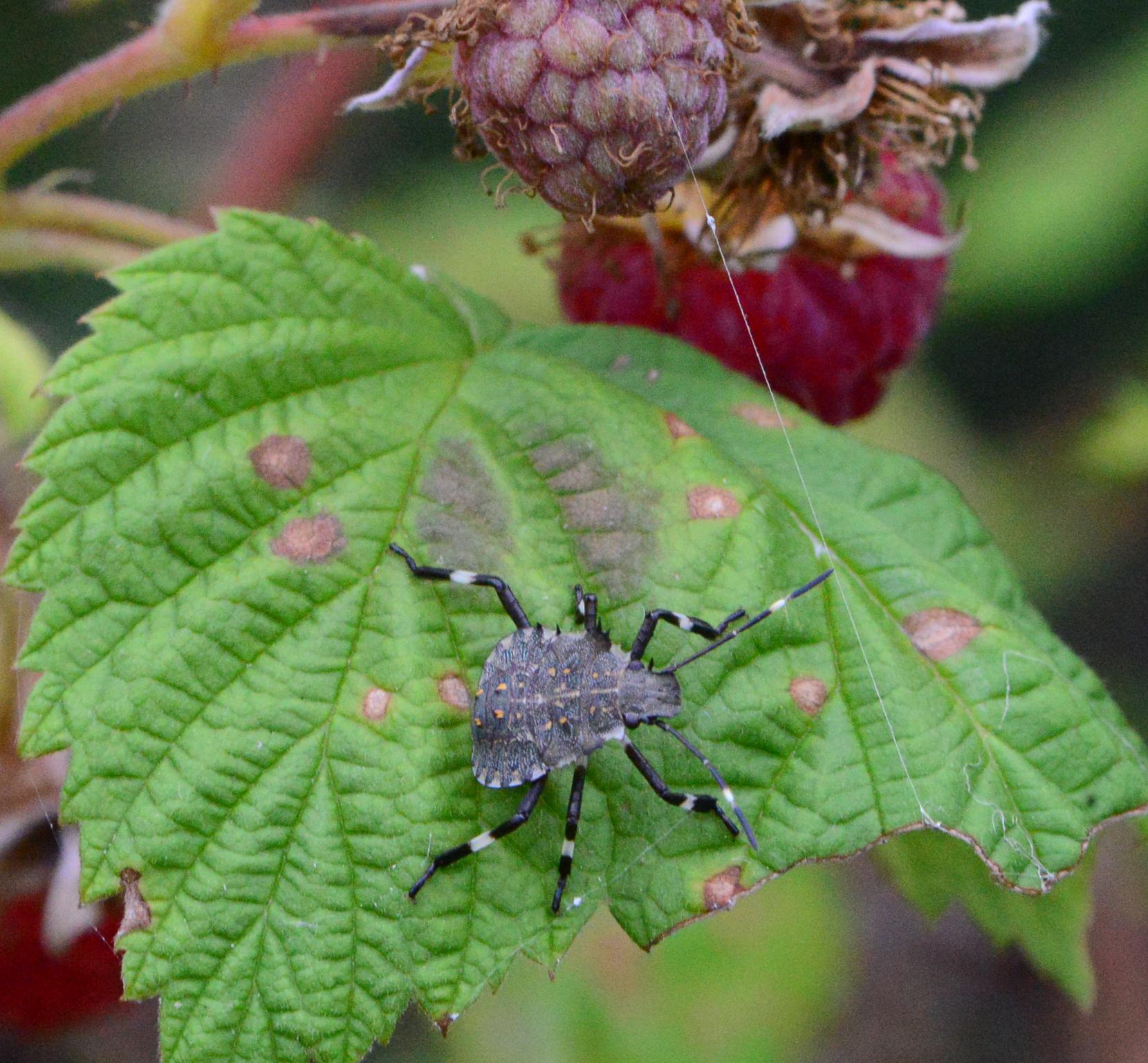 Brown marmorated stink bug nymphs. 