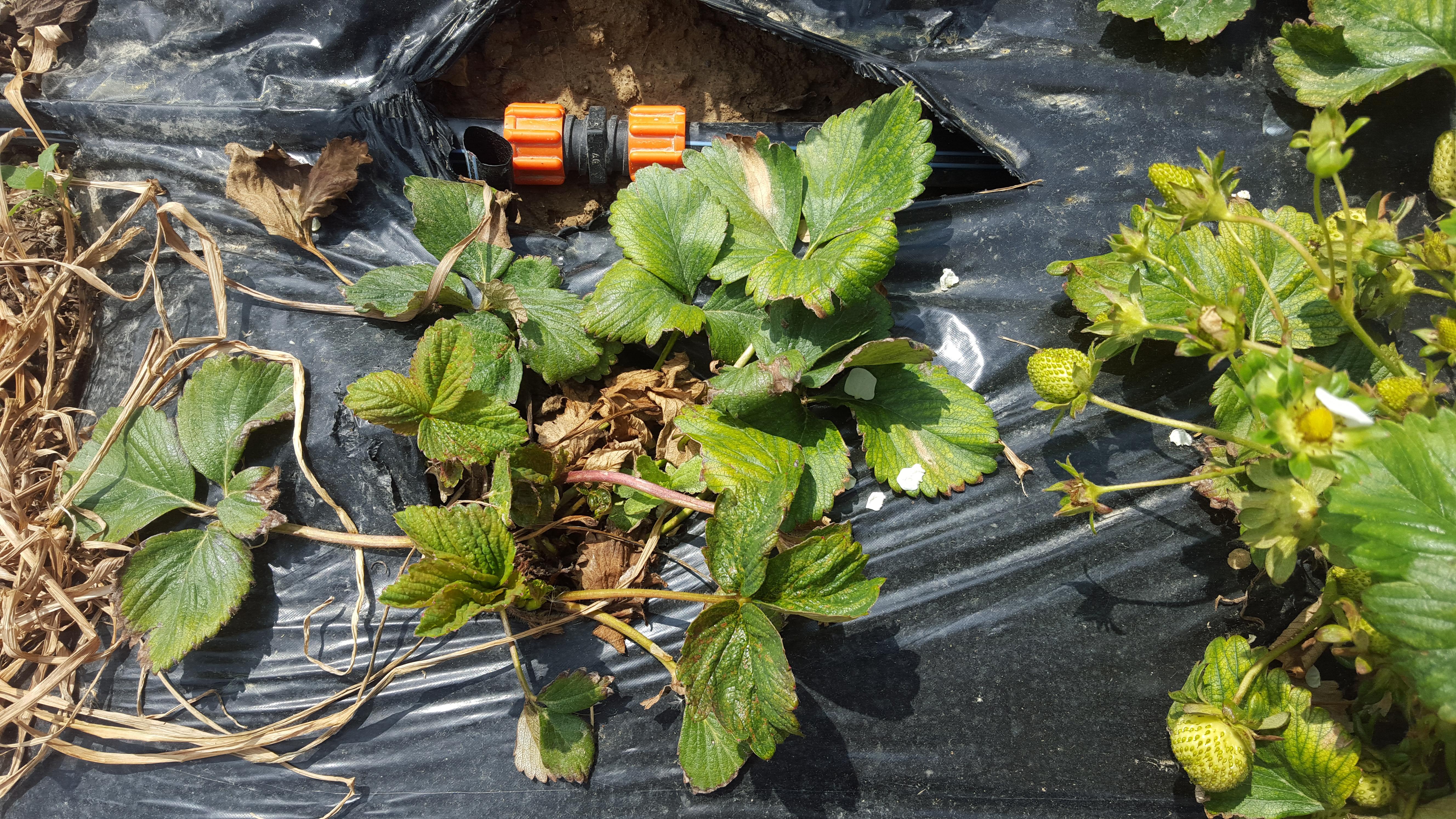 Plant stunting caused by two-spotted spider mites (Bessin, UKY) 