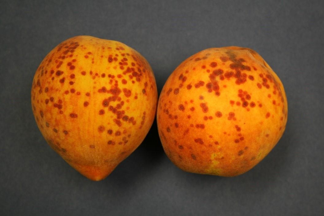 Damage to ripening fruit. 