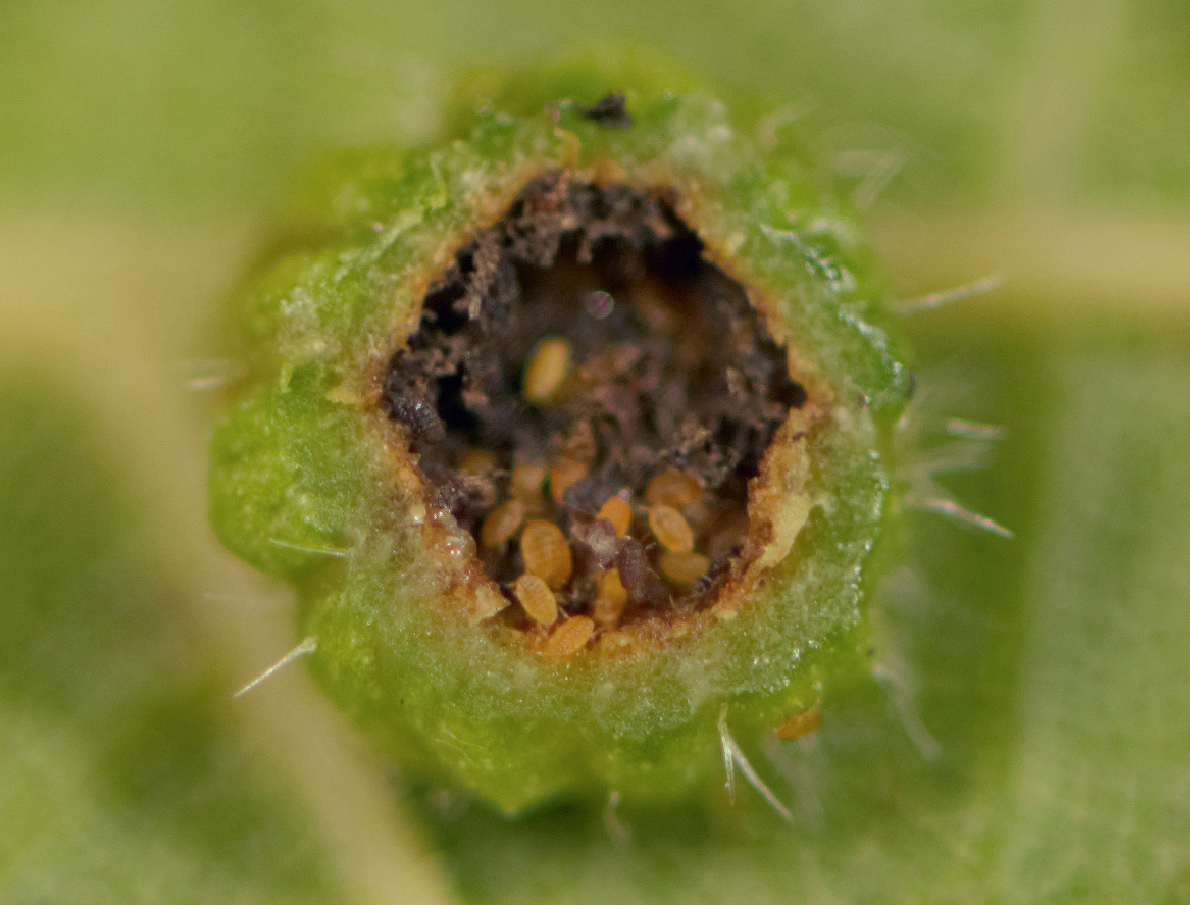 Mature leaf gall containing phylloxera insects. 