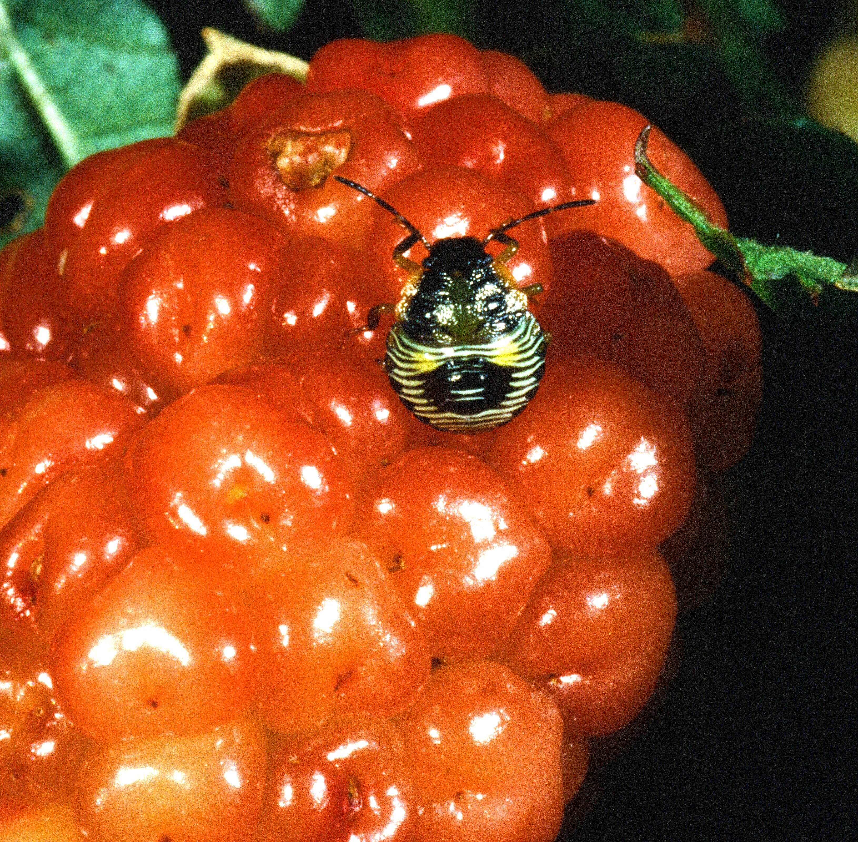 Brown stink bug on blackberry fruit. 