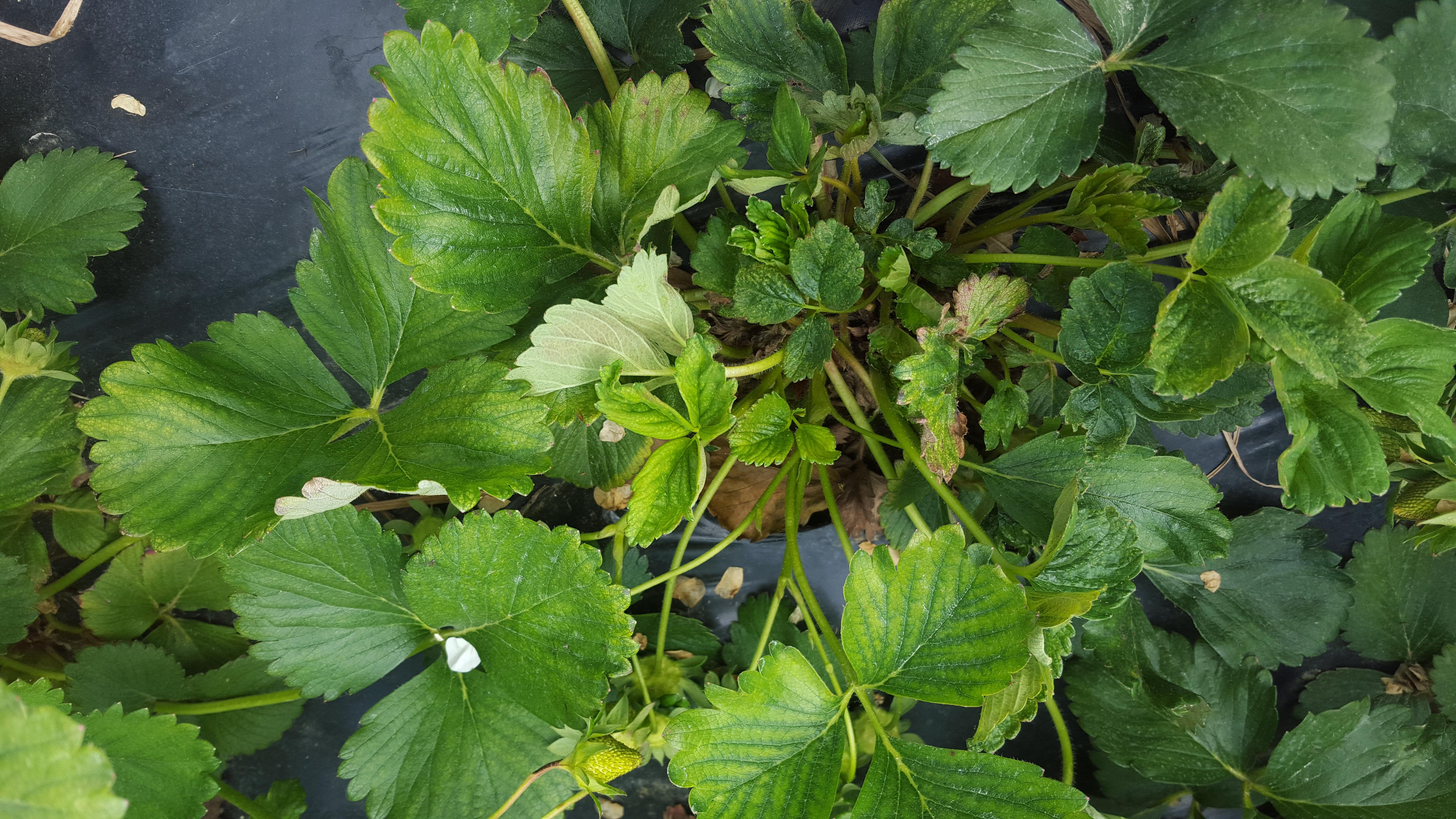 Close-up of two-spotted spider mite damage (Bessin, UKY)