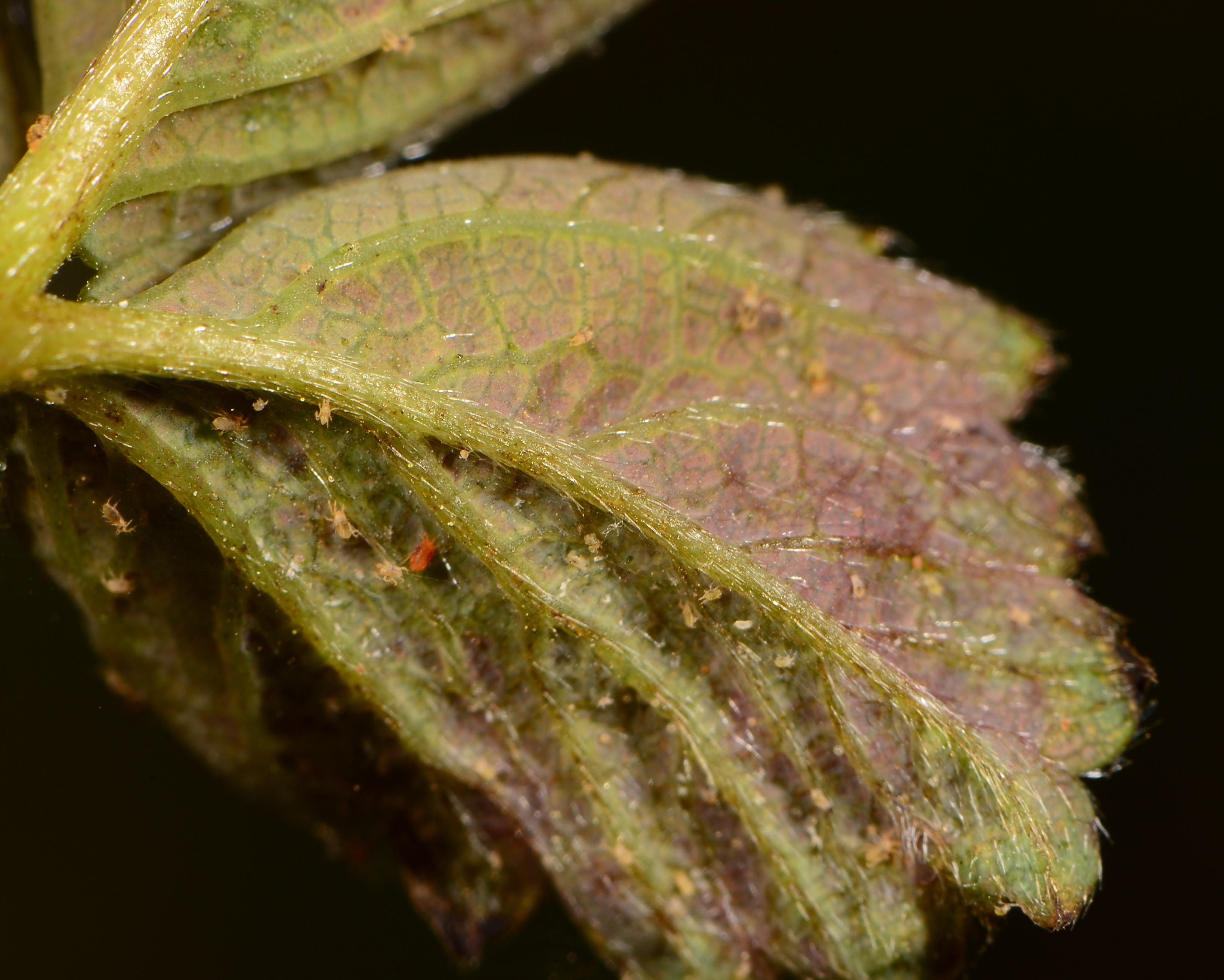 Leaf stippling and bronzing caused by two-spotted spider mites (Bessin, UKY)