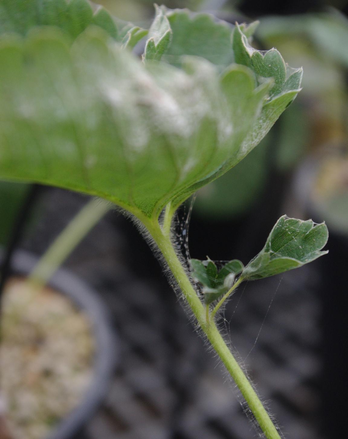 Webbing caused by two-spotted spider mites (Strang, UKY)
