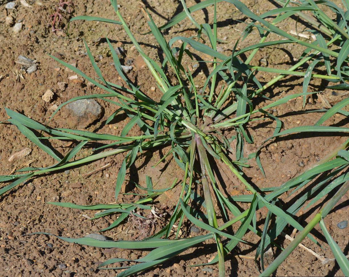 Barnyardgrass growth habit (Schwartz, Colorado State University, Bugwood.org)