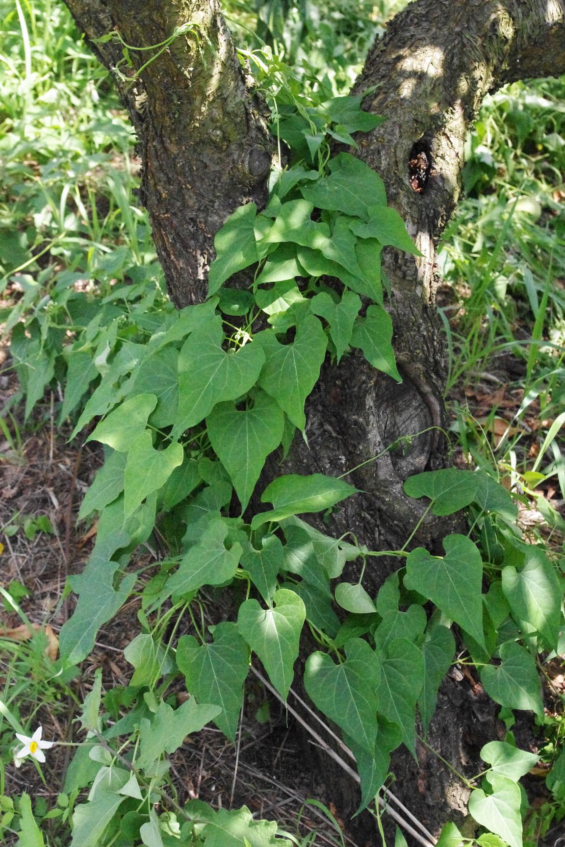 Honeyvine milkweed growth habit. 