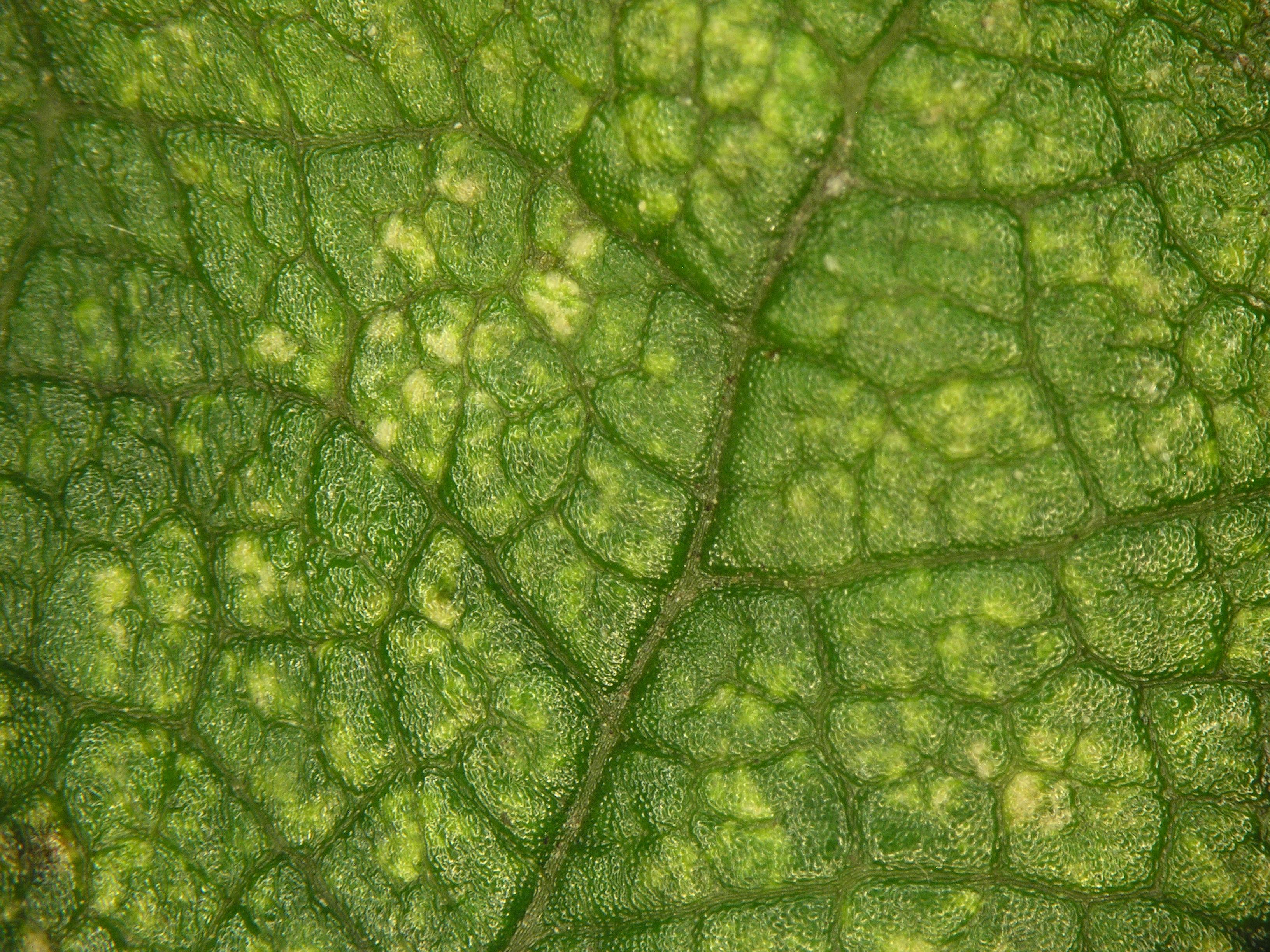 Spider mite stippling damage to foliage. 