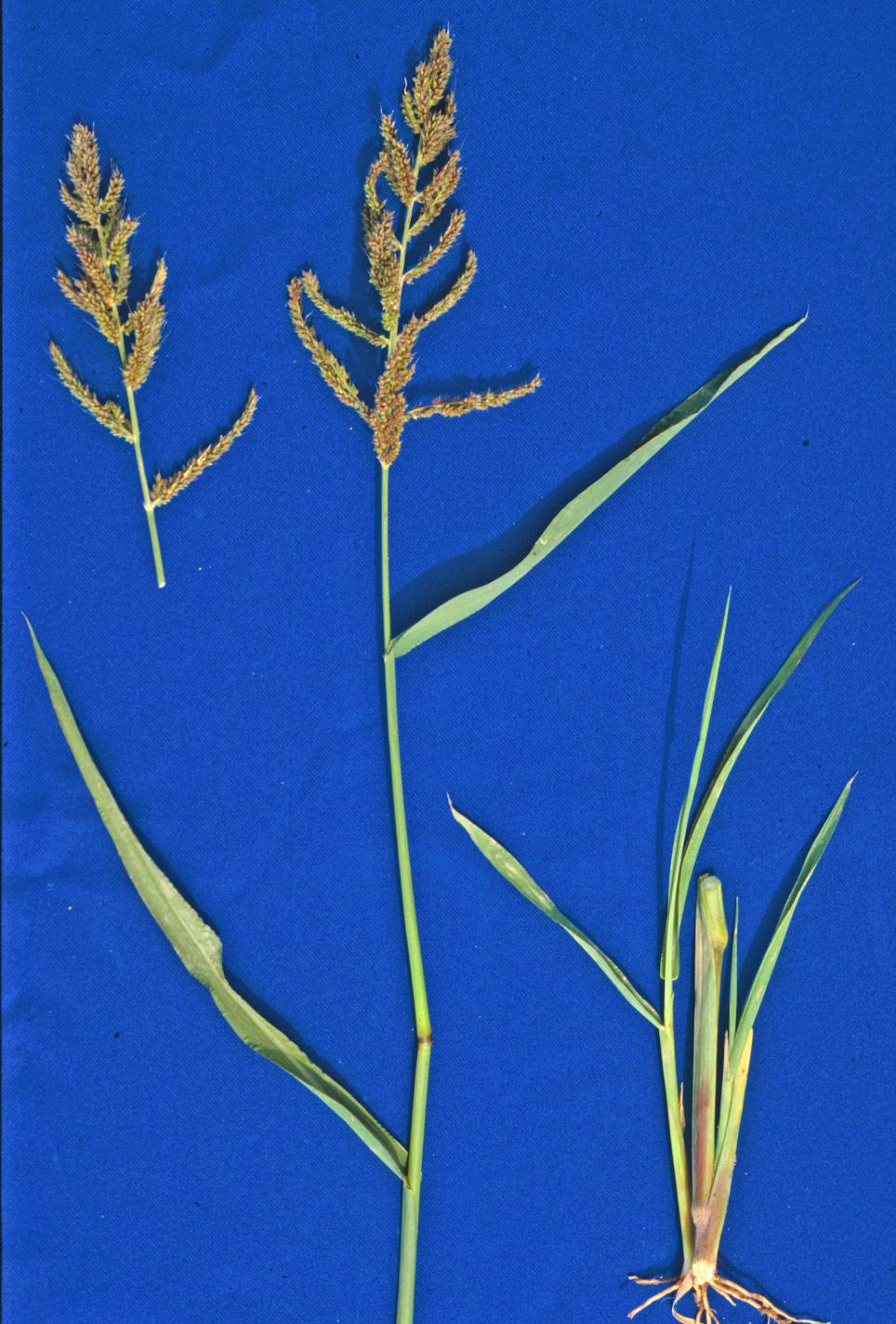 Barnyardgrass inflorescence (Dewey, Utah State University, Bugwood.org)