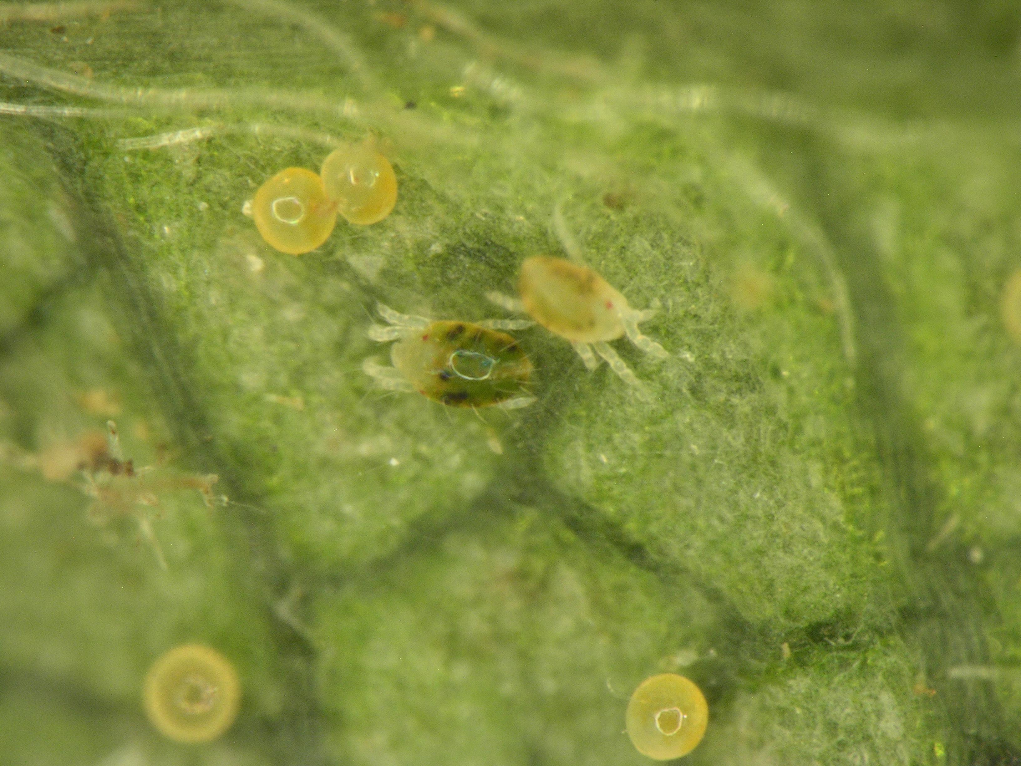 Two-spotted spider mite (Photo: Ric Bessin, UKY)