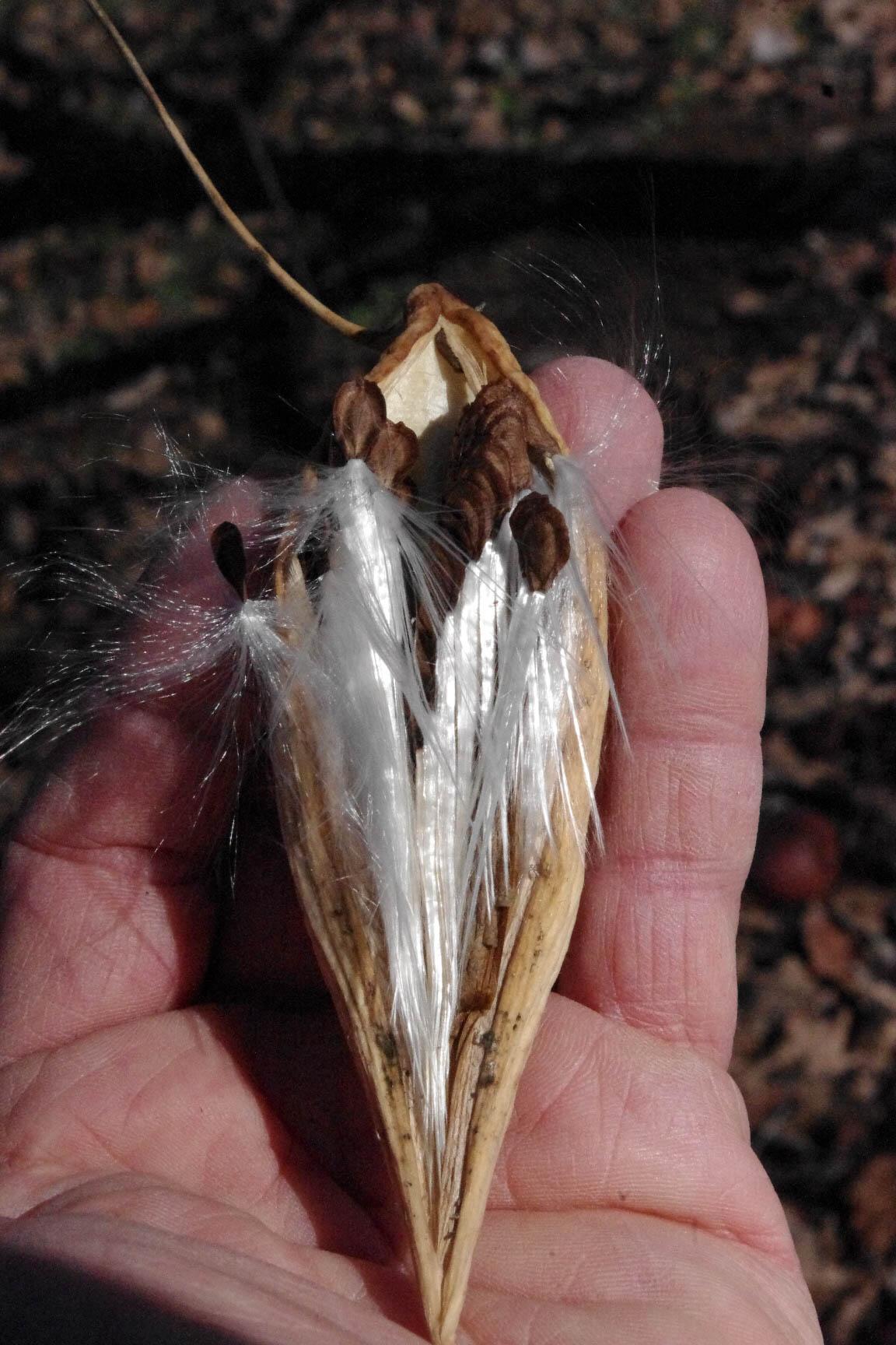 Honeyvine milkweed seed pod. 