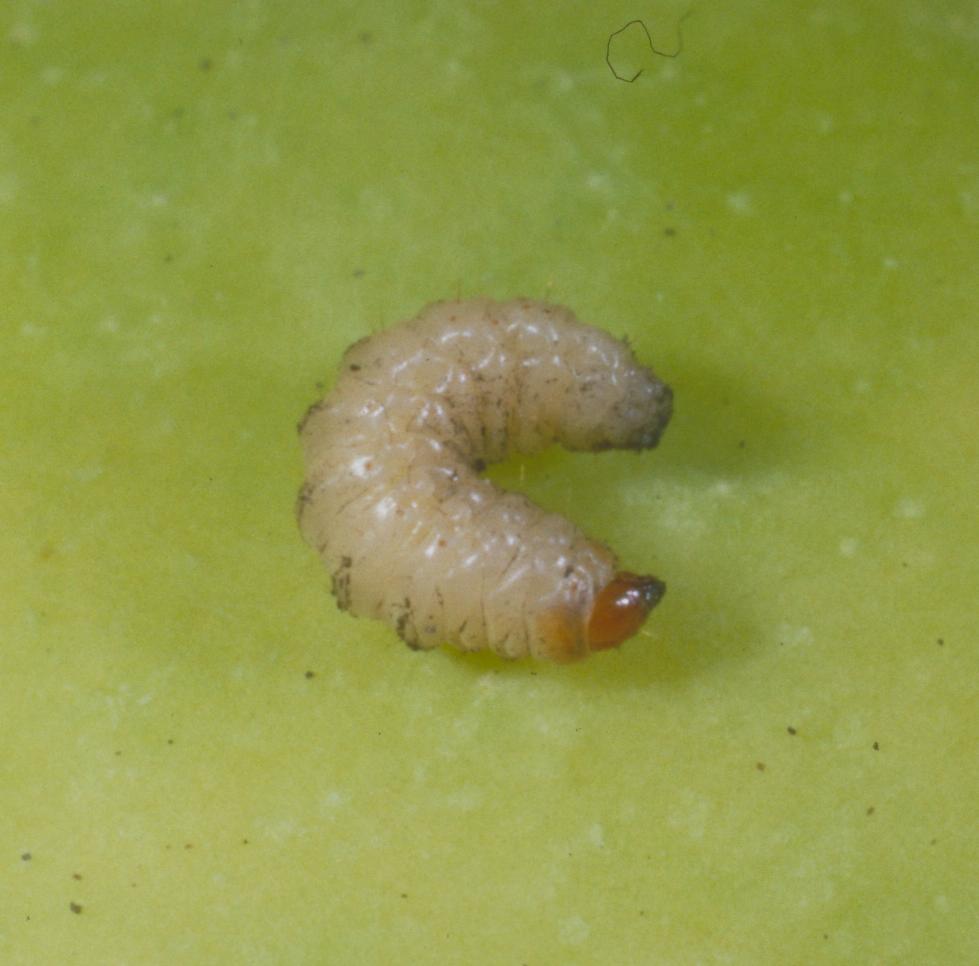 Plum curculio larva (Bessin, UKY)