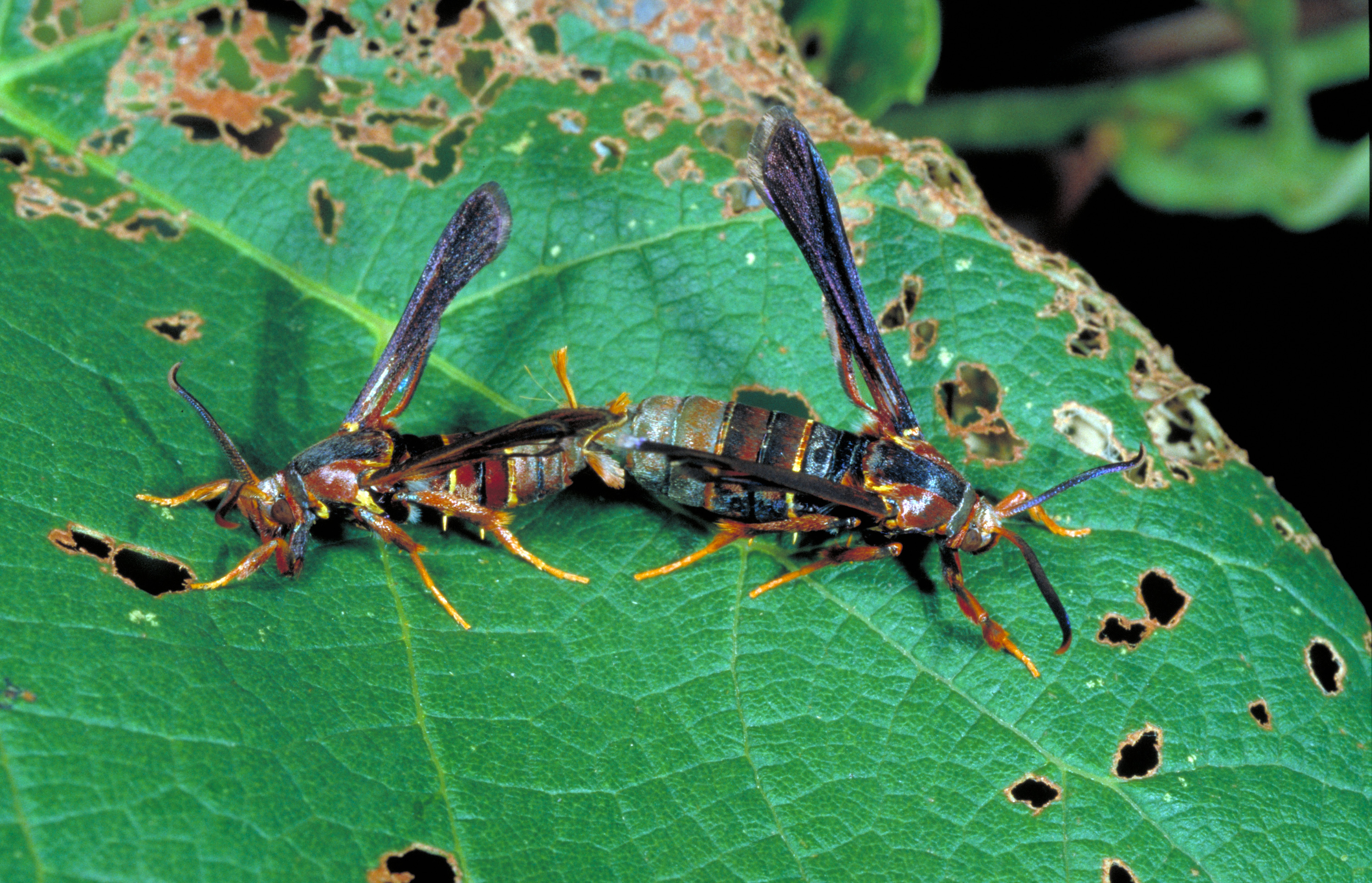 A mating pair of grape root borer moths. 