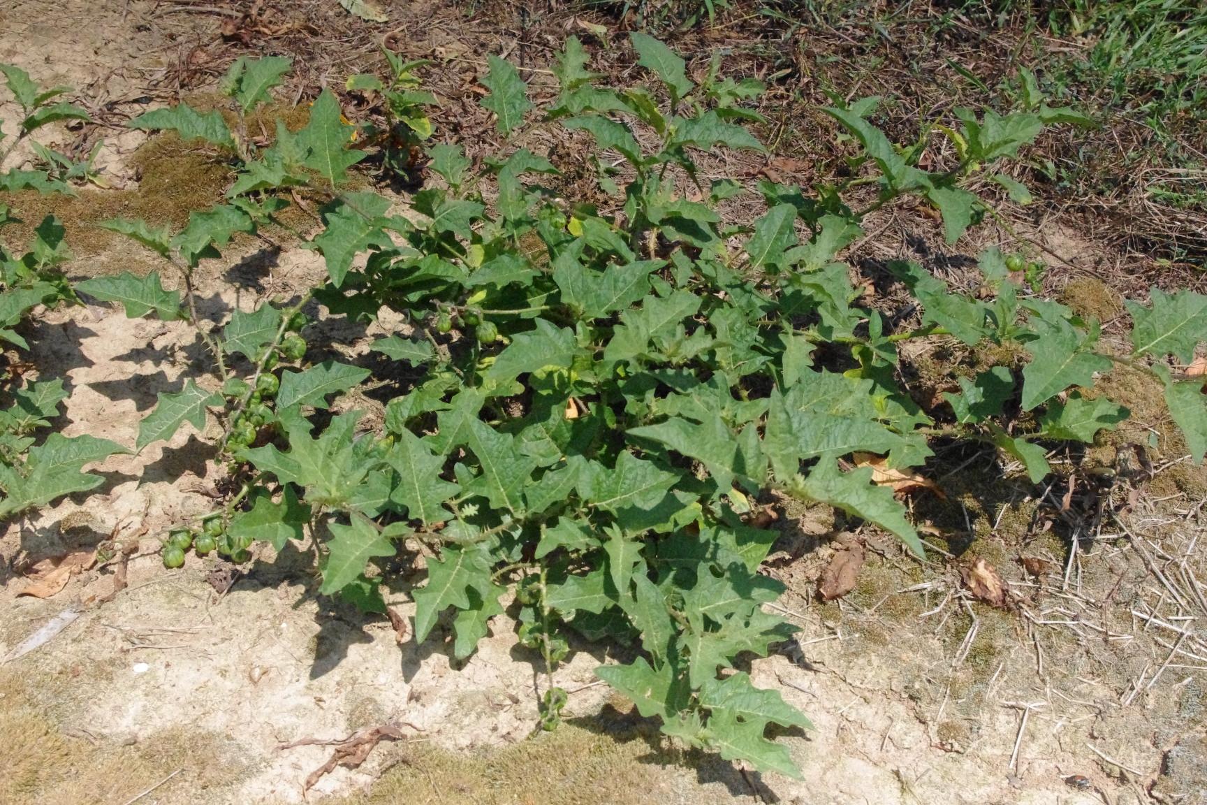 Horsenettle growth habit. 