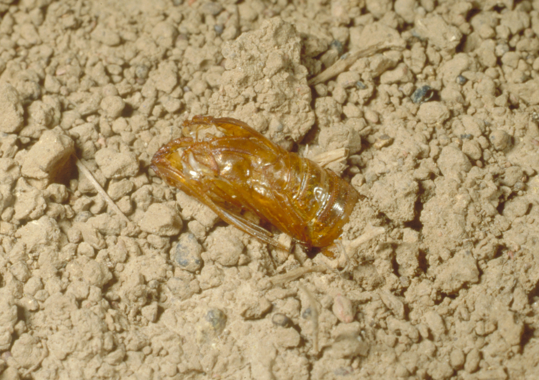 Grape root borer pupal case partially protruding from the soil. 